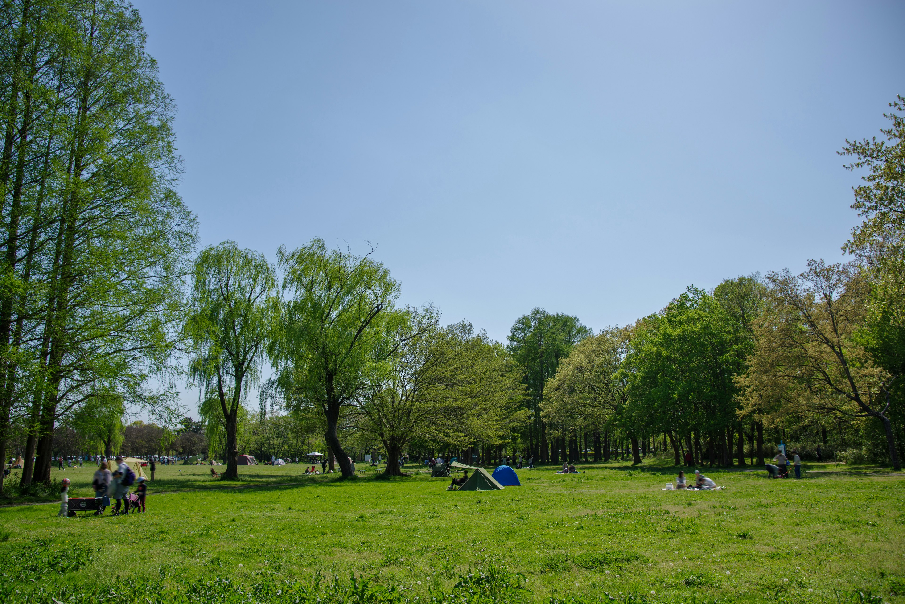 青空の下で緑の草地と木々が広がる公園の風景 人々がリラックスしている