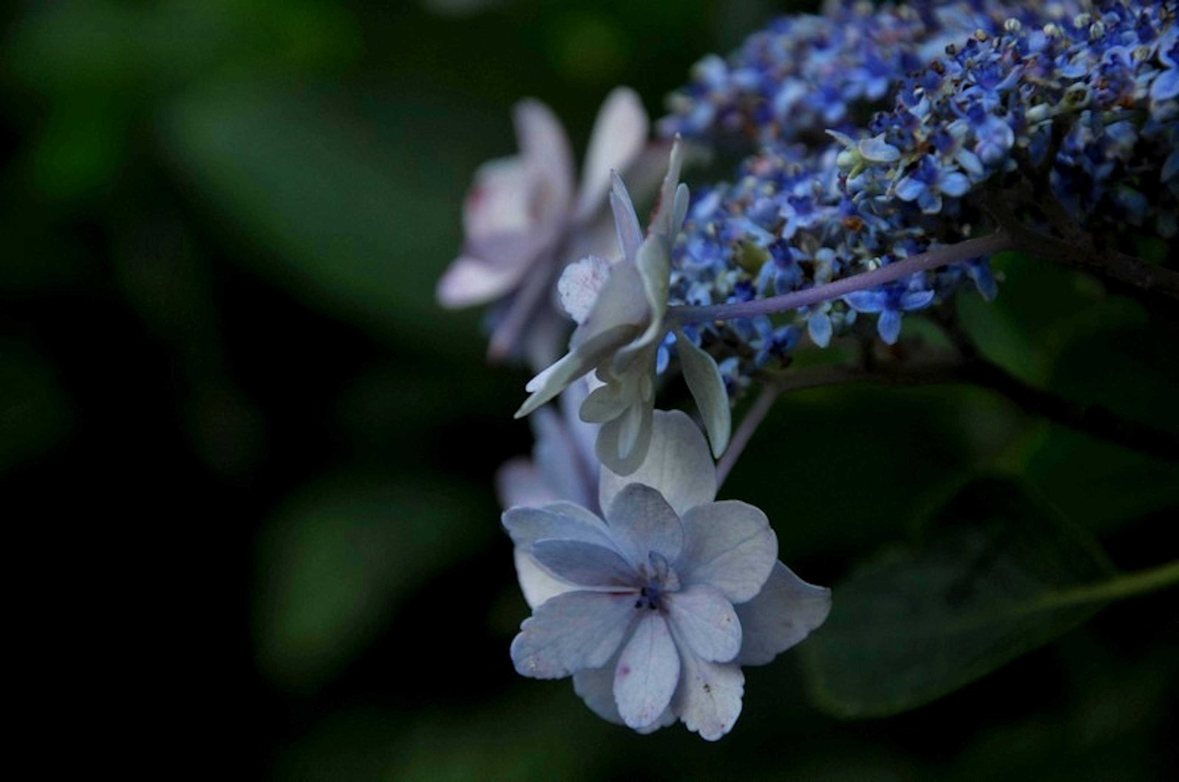 Nahaufnahme von hellvioletten und blauen Blumen an einer Pflanze