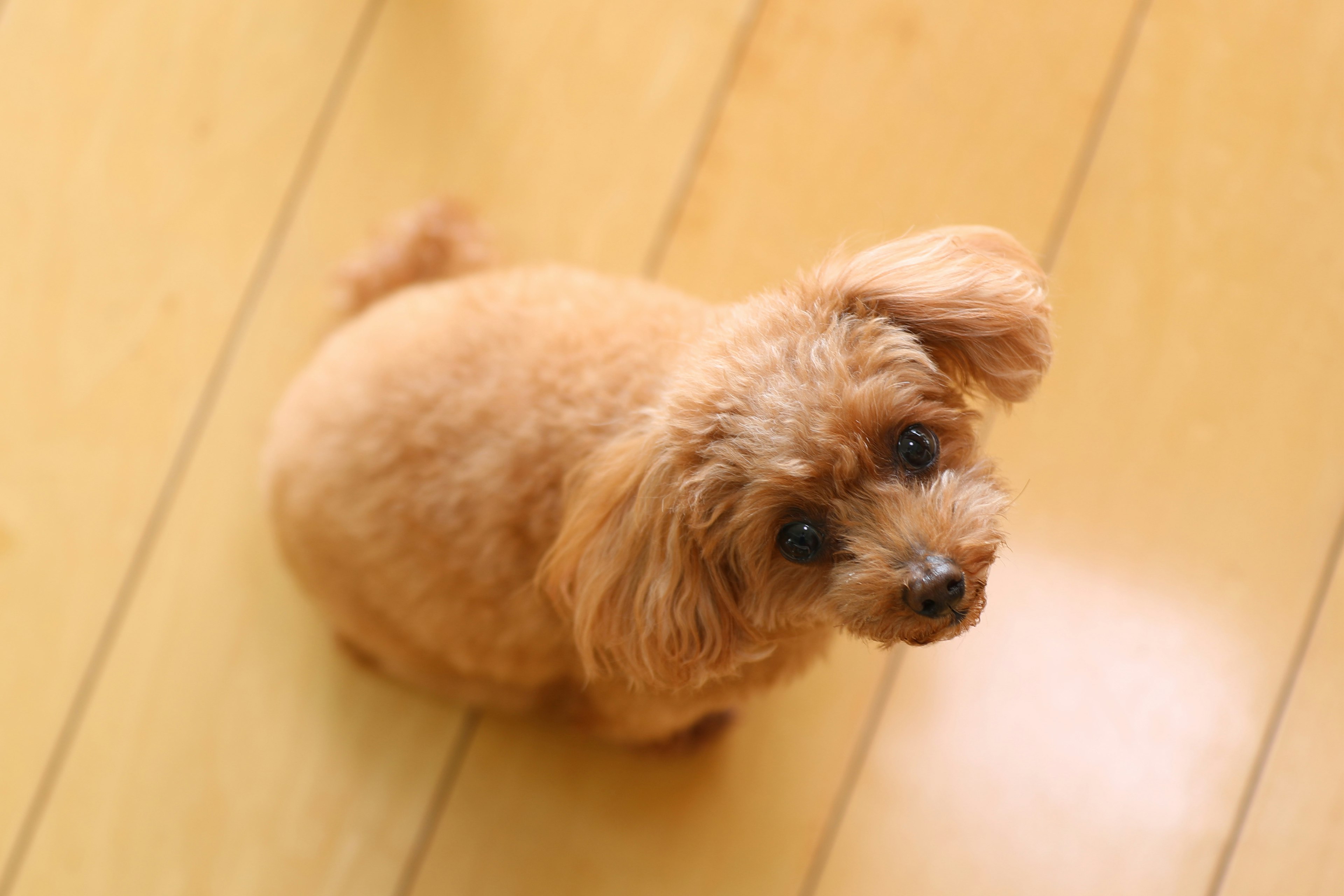 小さな茶色の犬が床の上に座っている