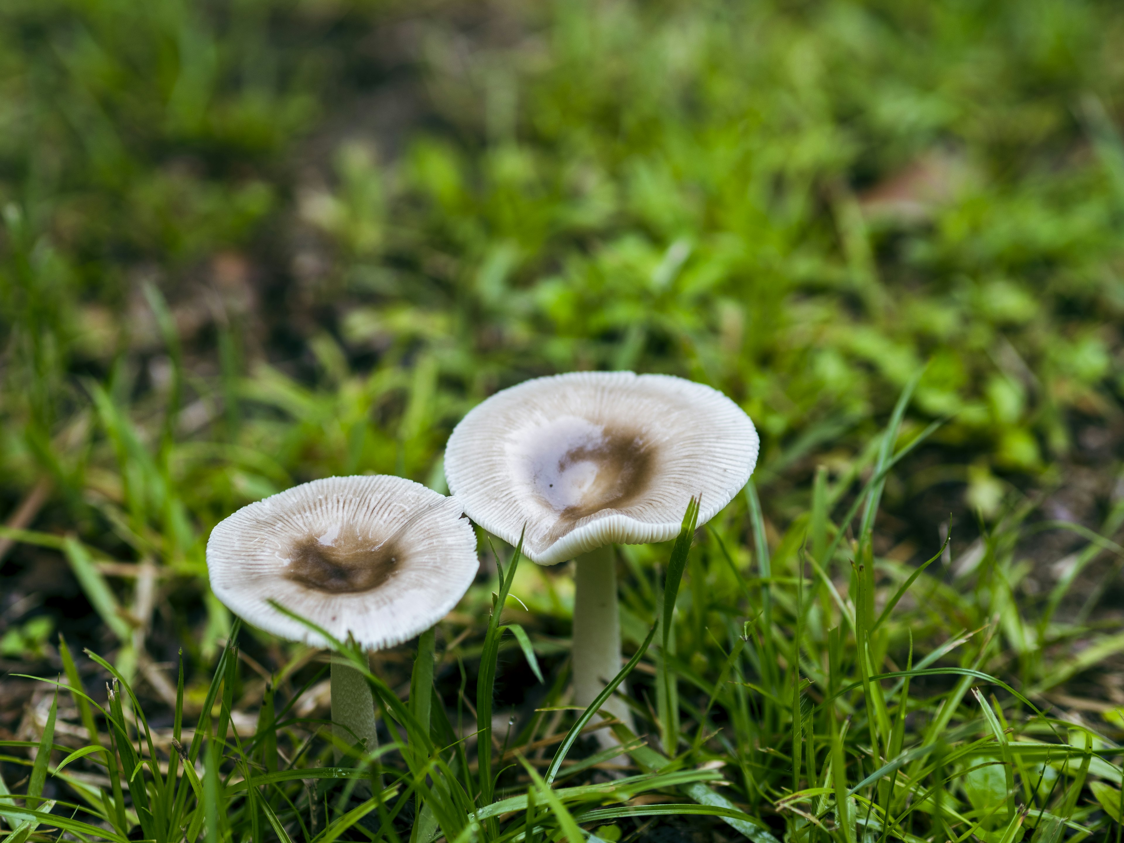 Two white mushrooms growing in the grass