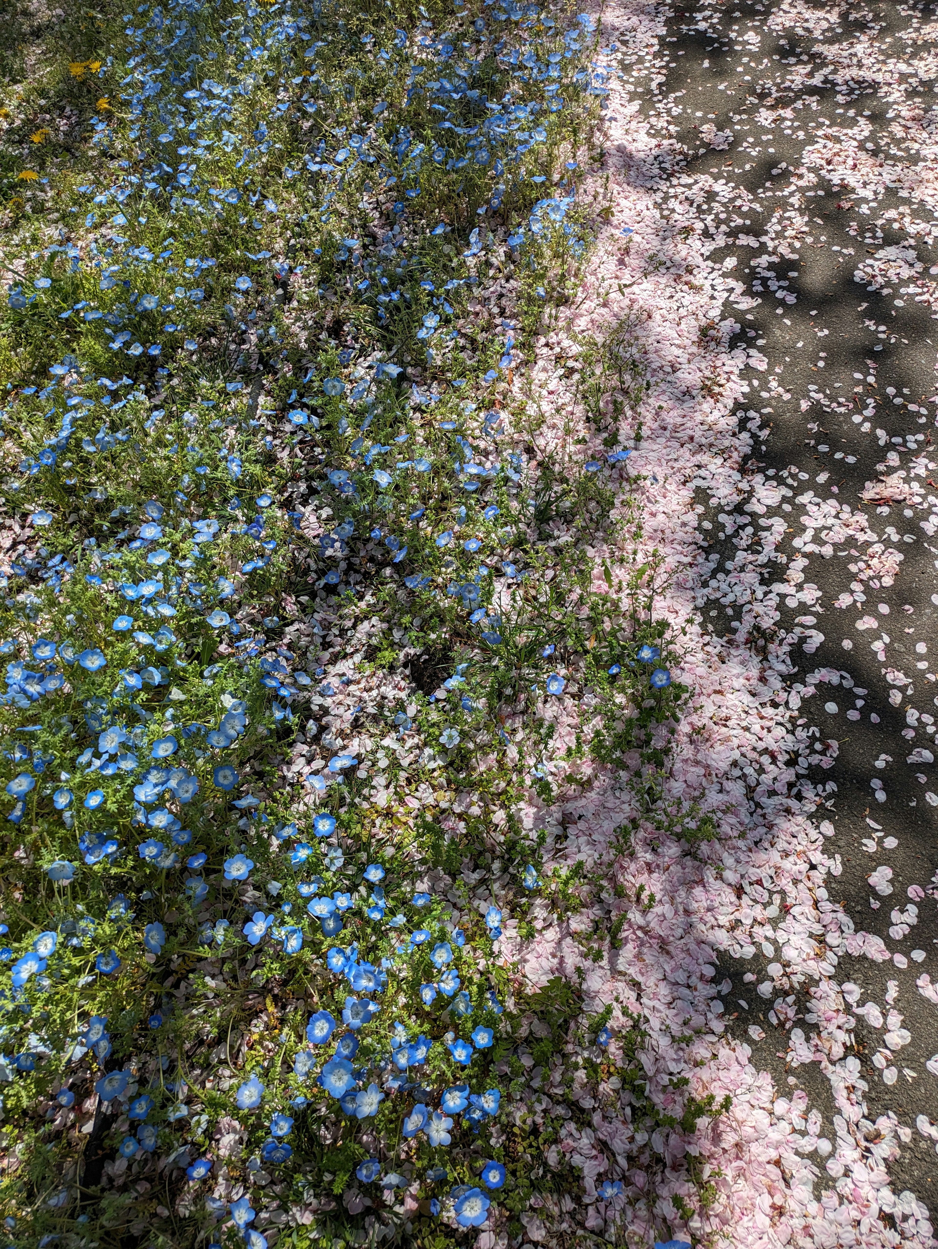 A path adorned with blue flowers and scattered cherry blossom petals