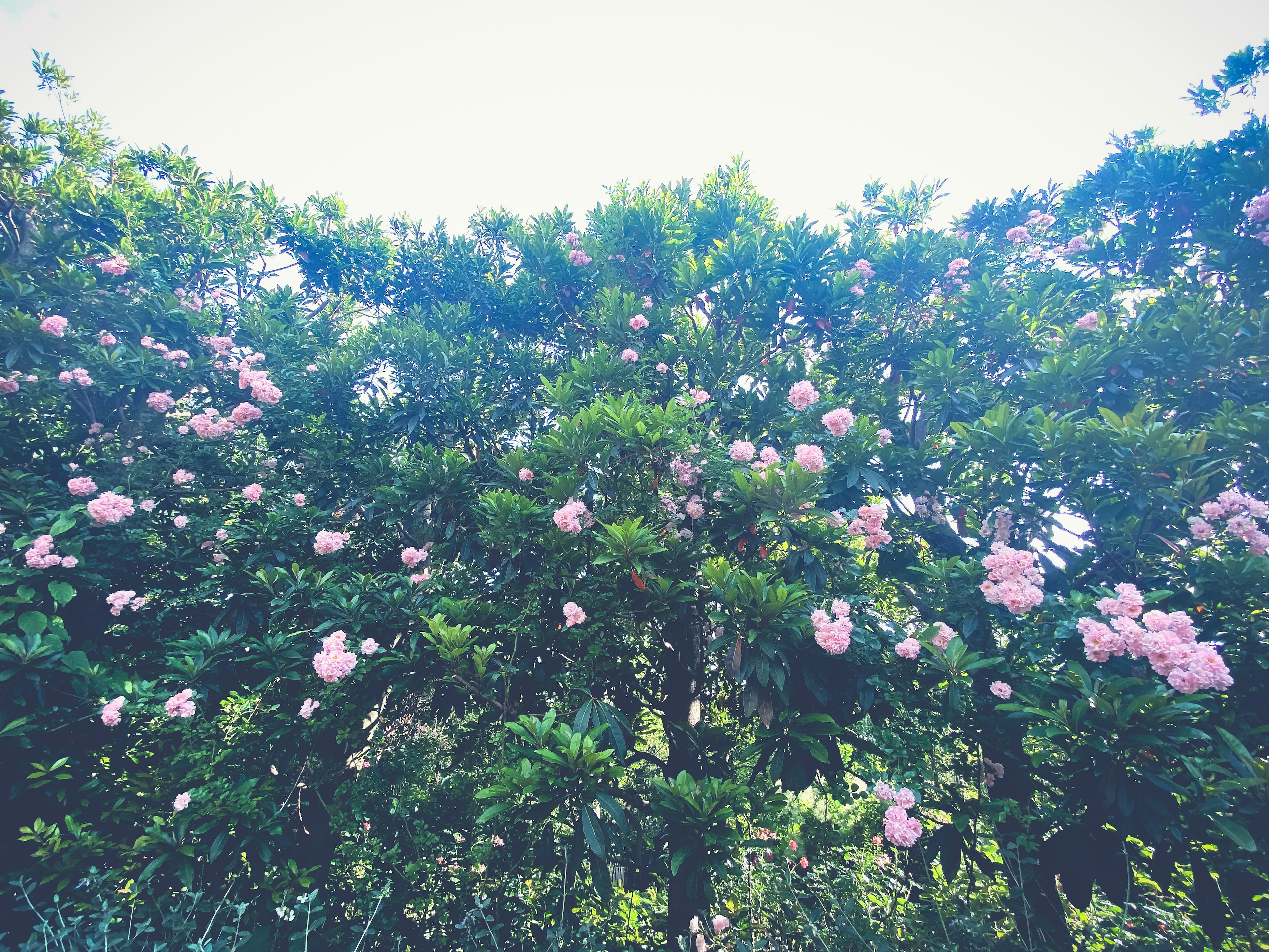 緑の木々にピンクの花が咲いている風景