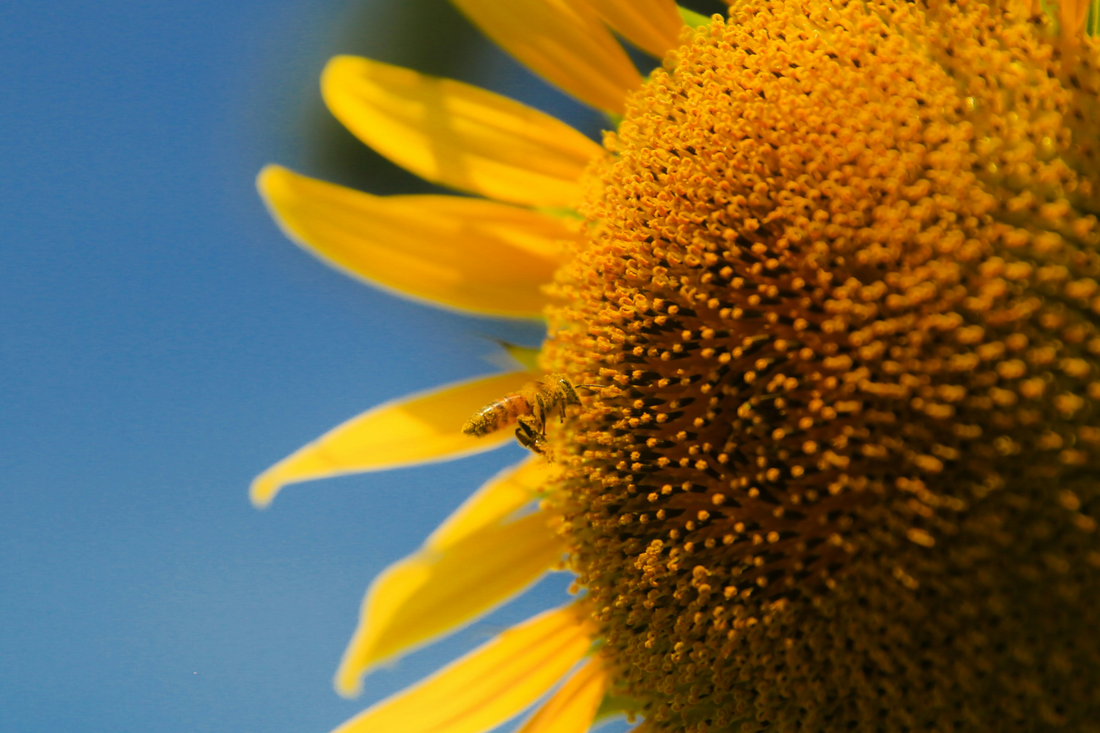 Close-up of a sunflower with bright yellow petals and a textured seed center