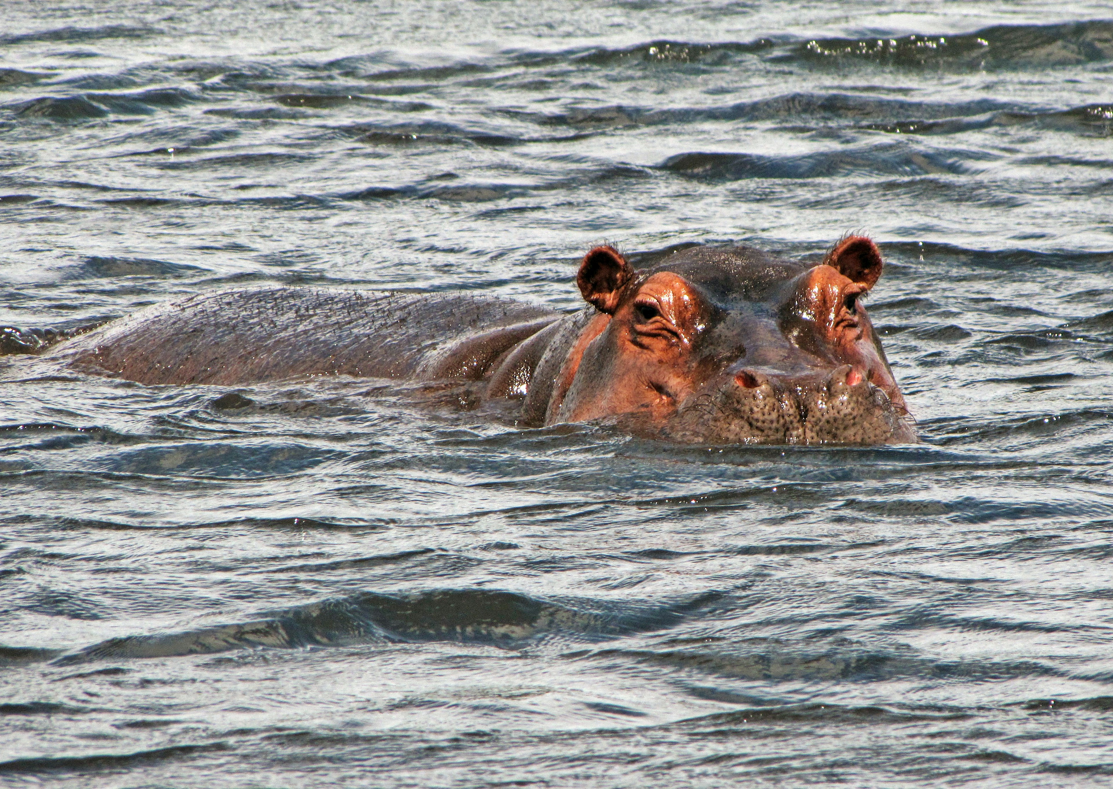 Testa e orecchie di un ippopotamo sopra la superficie dell'acqua