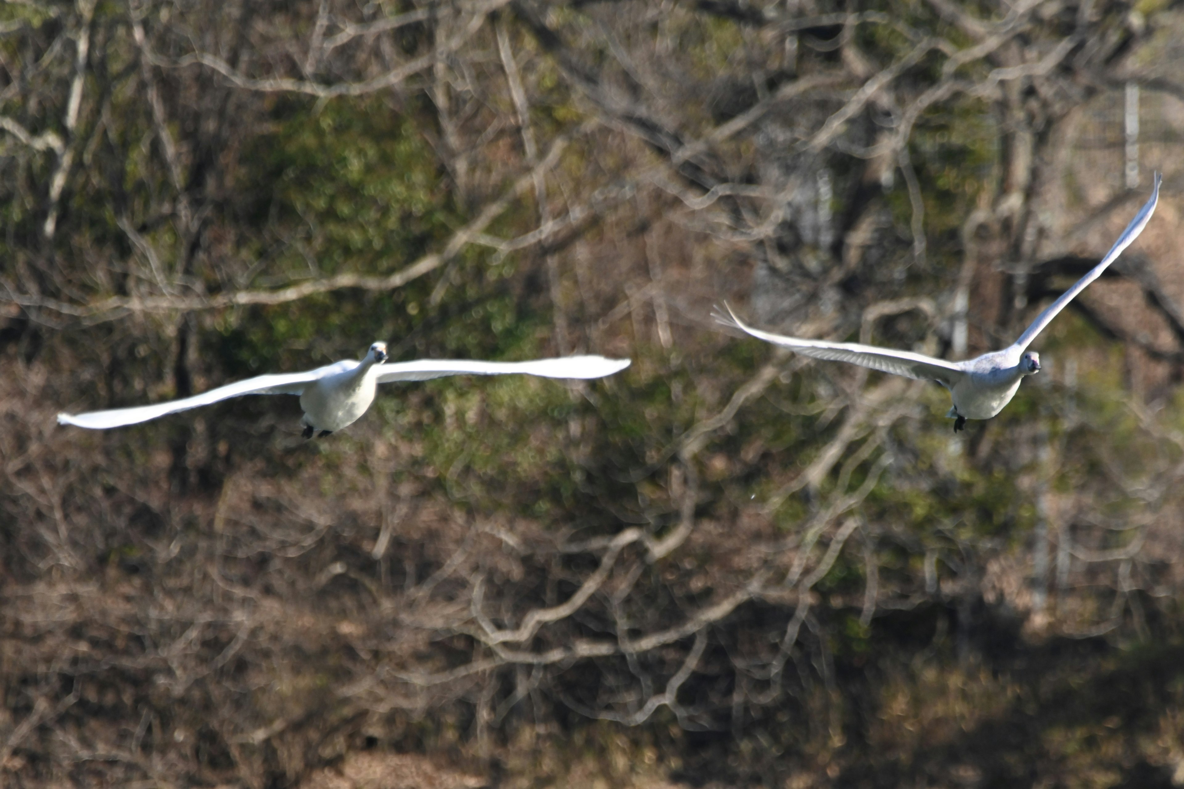 二羽の白鳥が空を飛ぶ美しいシーン