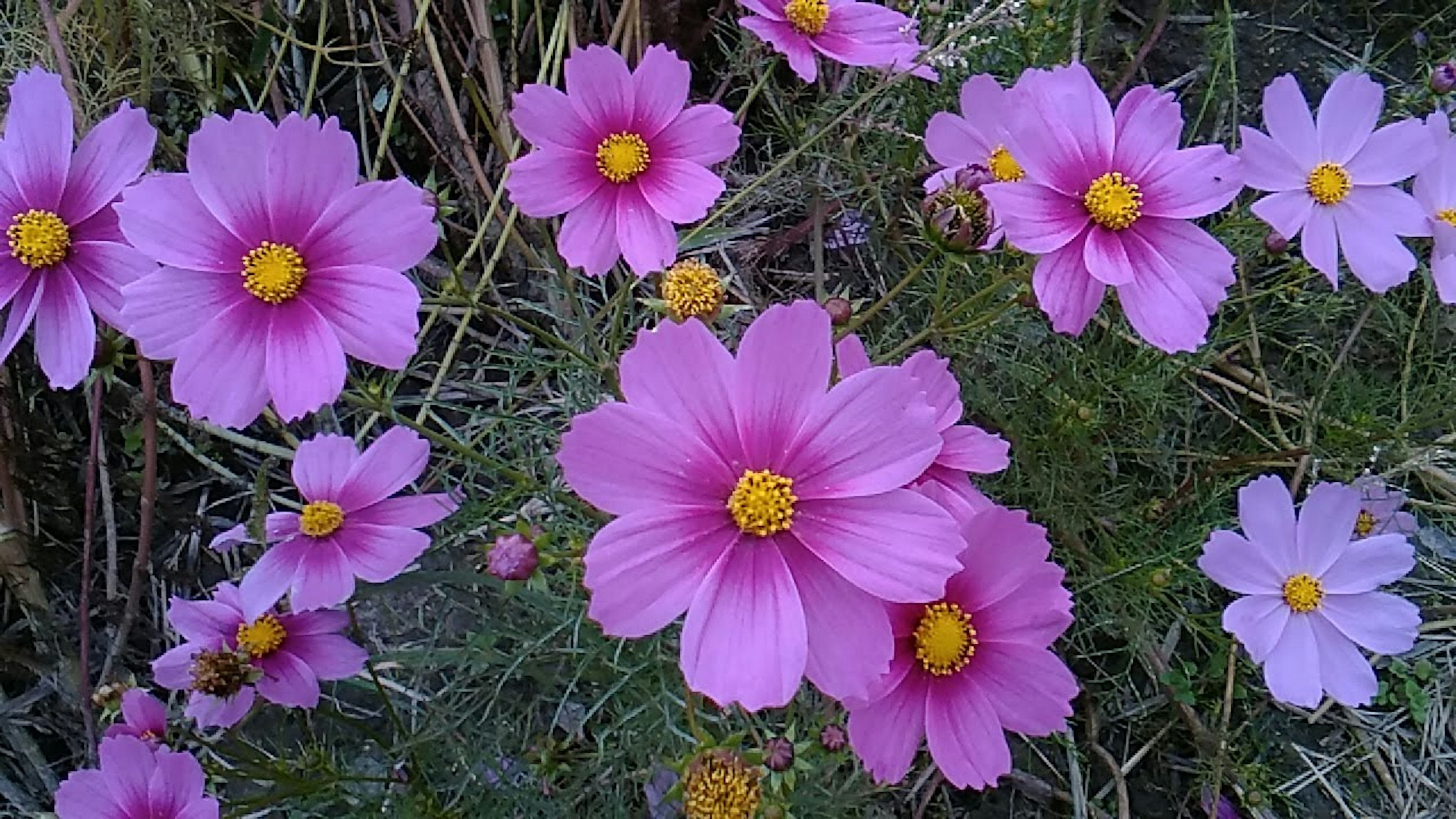 Fleurs de cosmos roses vibrantes en fleurs dans un jardin