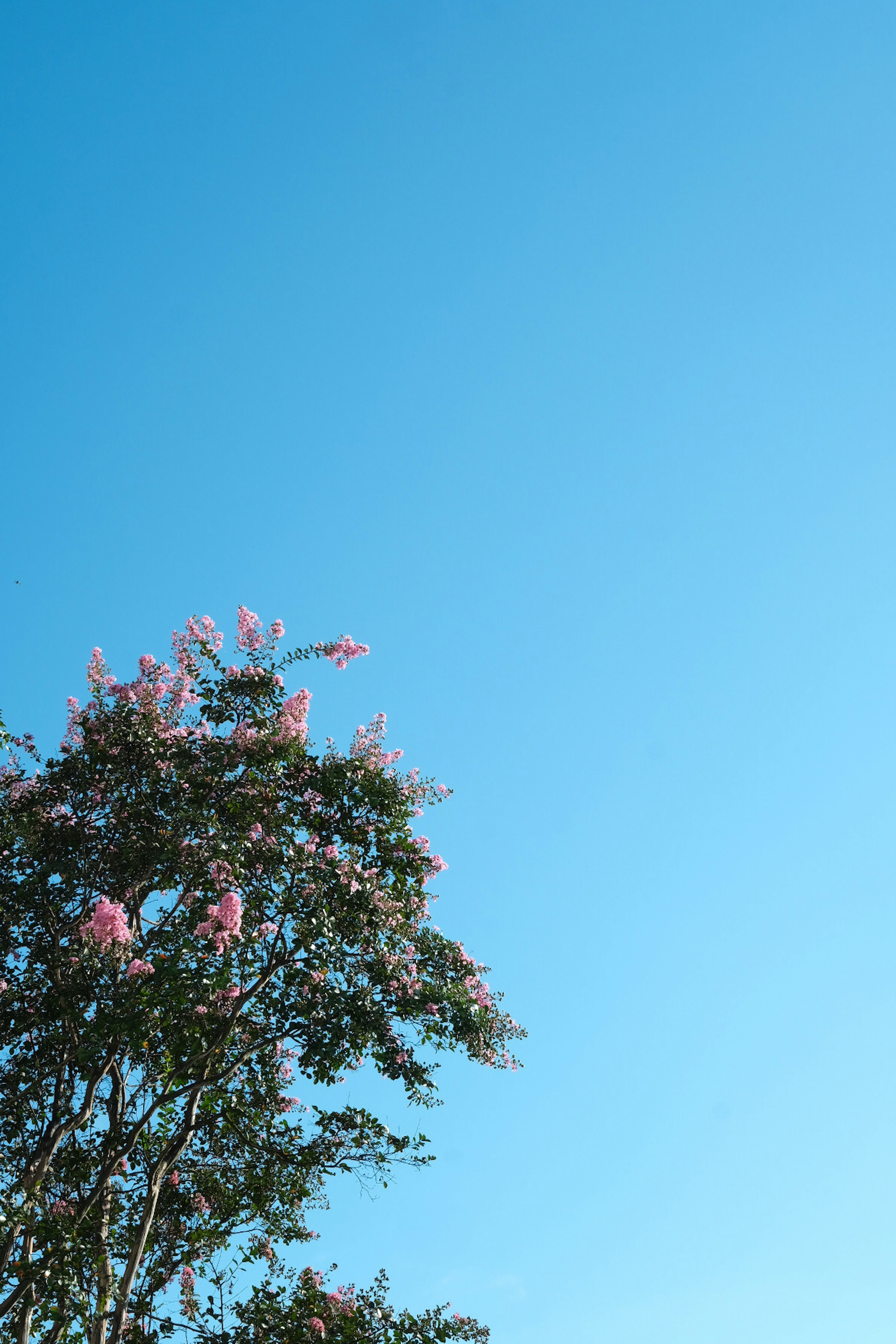 Partie supérieure d'un arbre avec des fleurs roses sur un ciel bleu clair