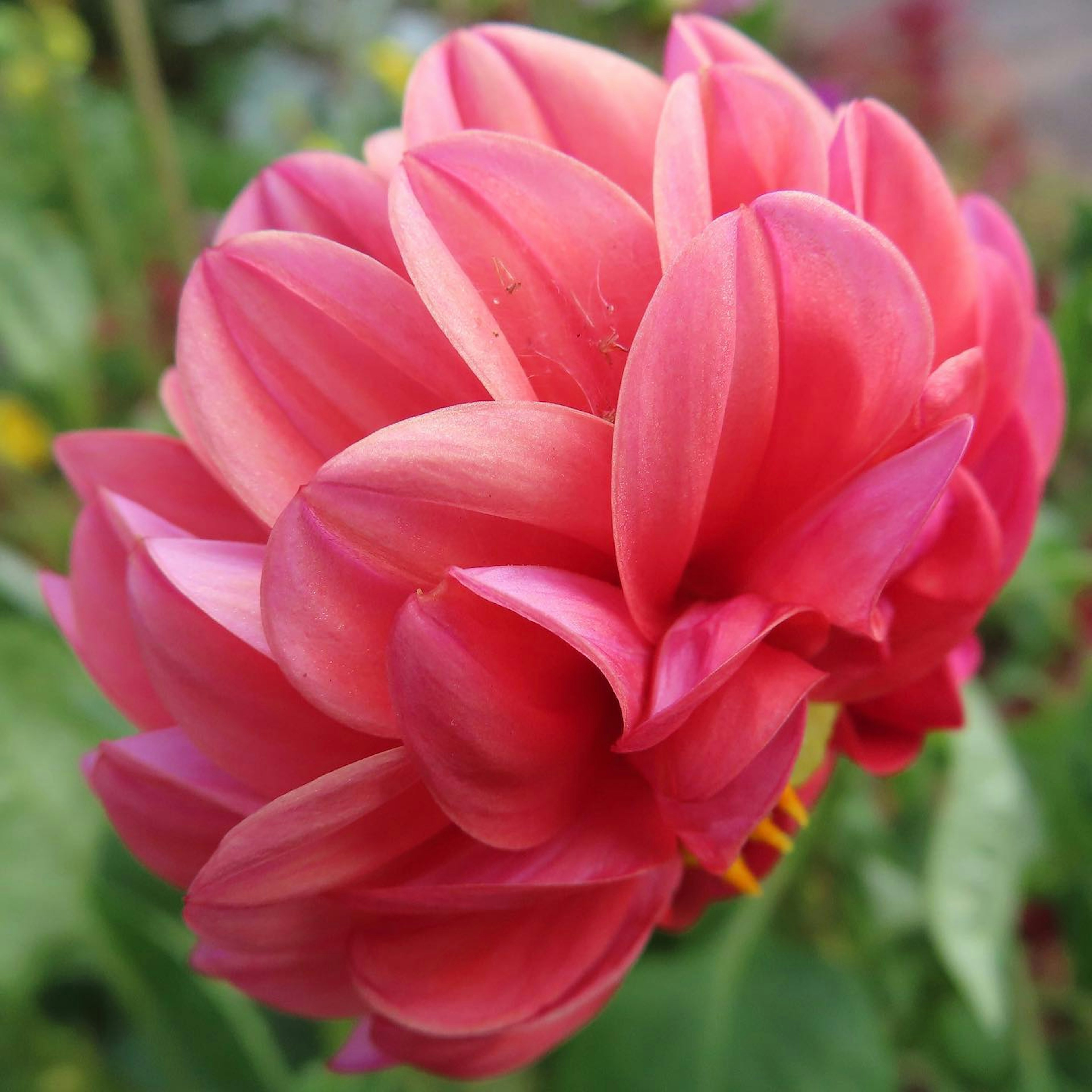 Lebendige rosa Dahlienblüte in voller Blüte