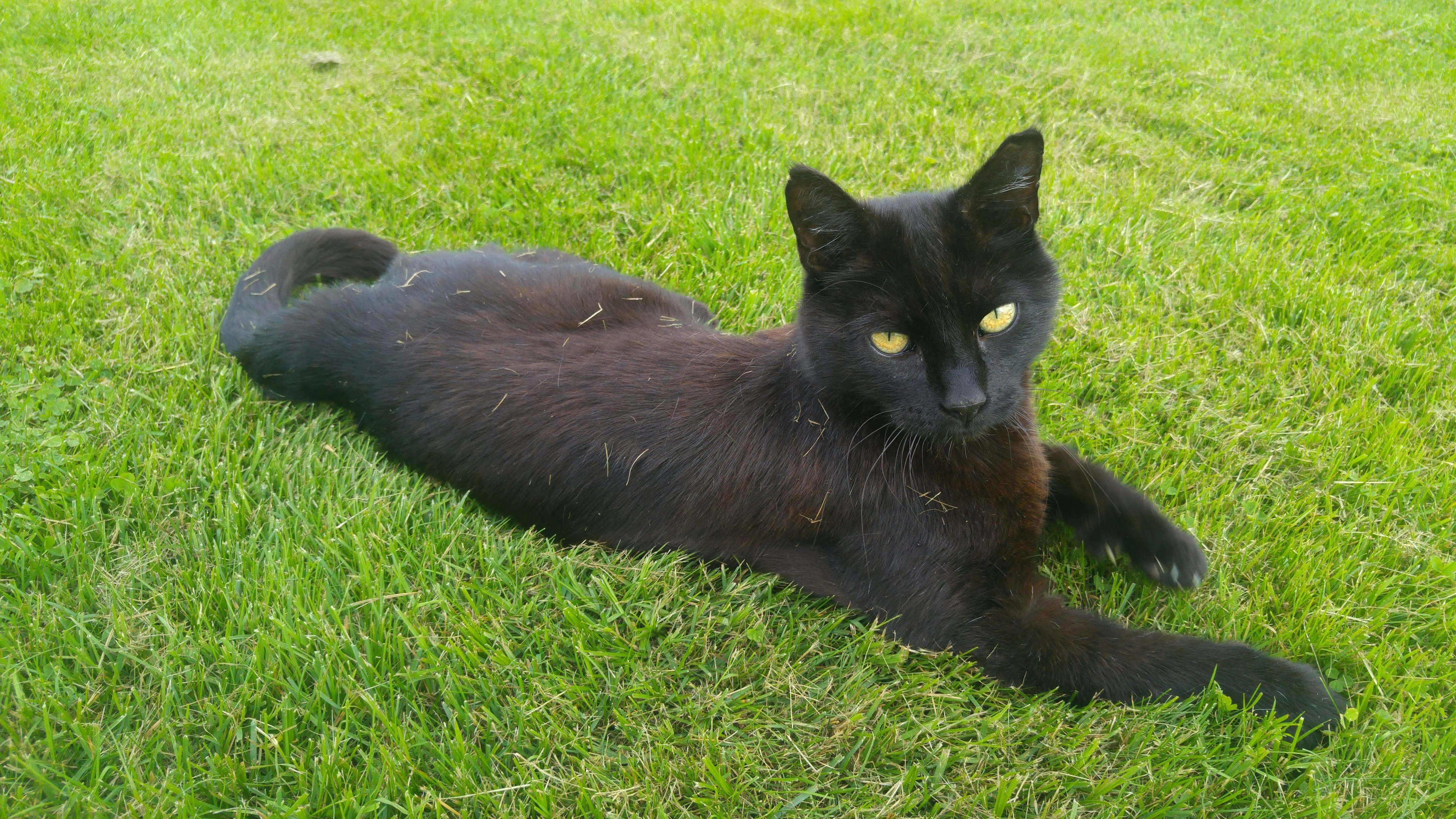 Seekor kucing hitam berbaring di atas rumput hijau