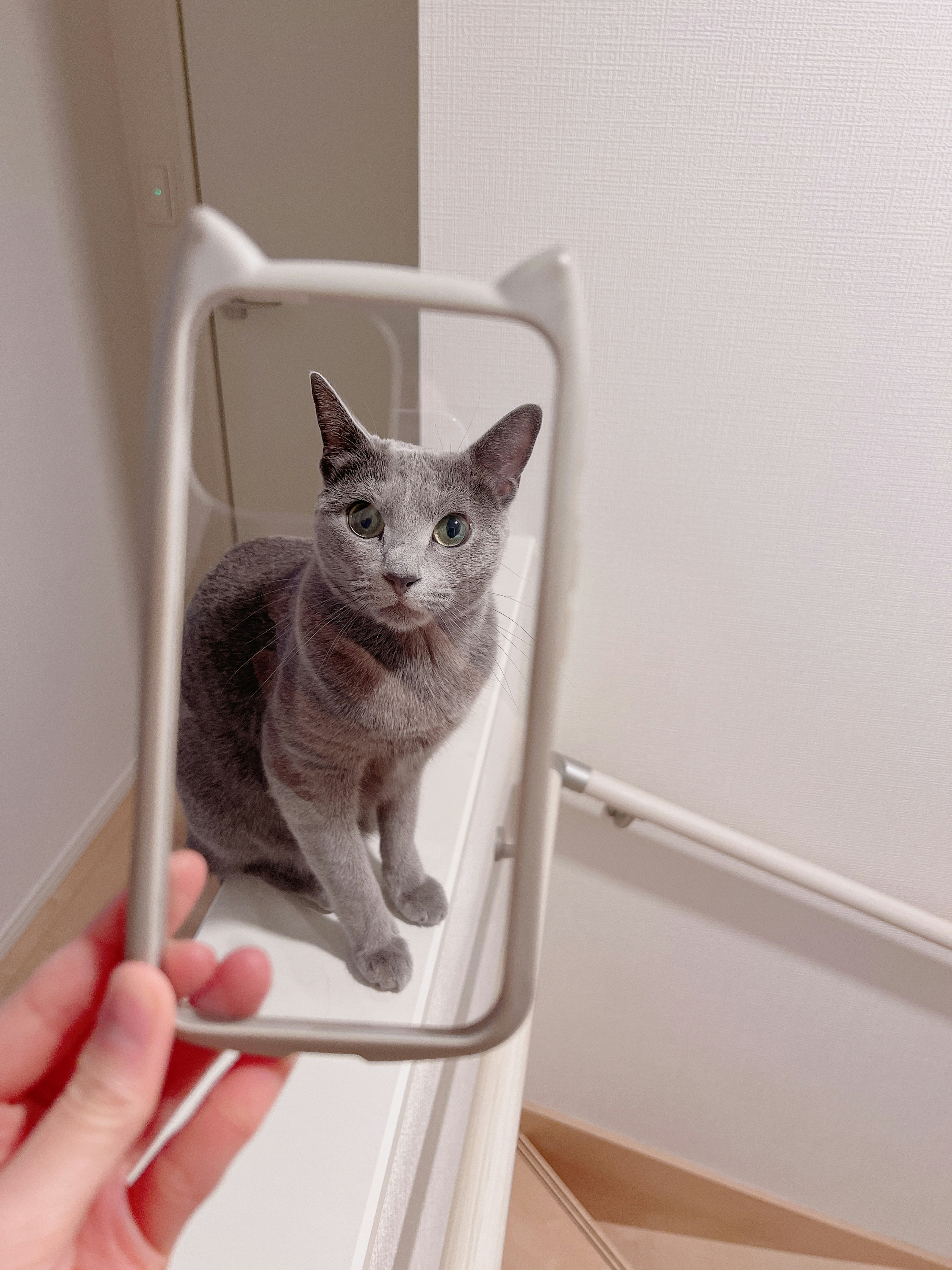 鏡で自分を見つめる灰色の猫とスマートフォンのケース