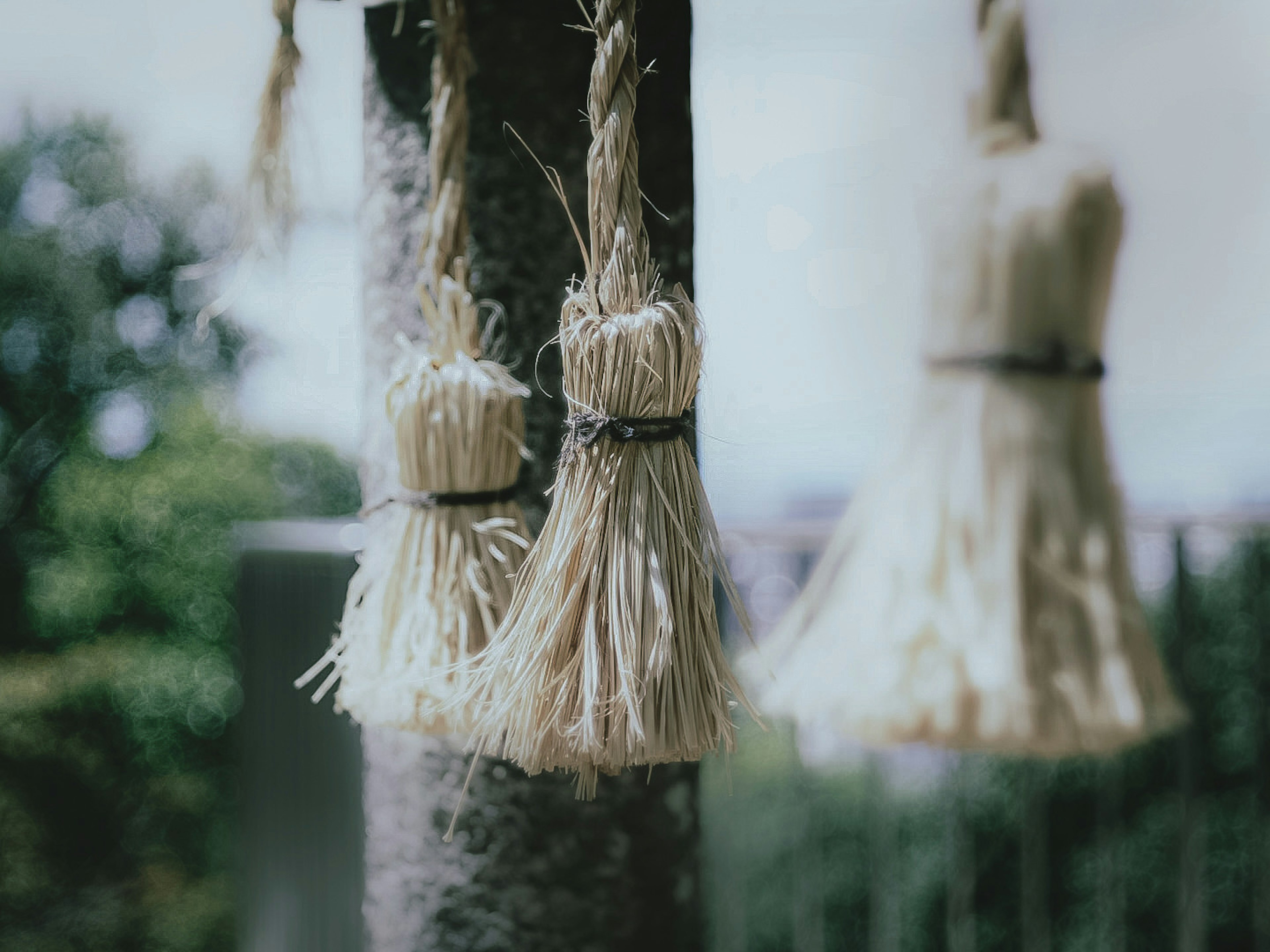 Bunches of grass brooms hanging from a tree trunk