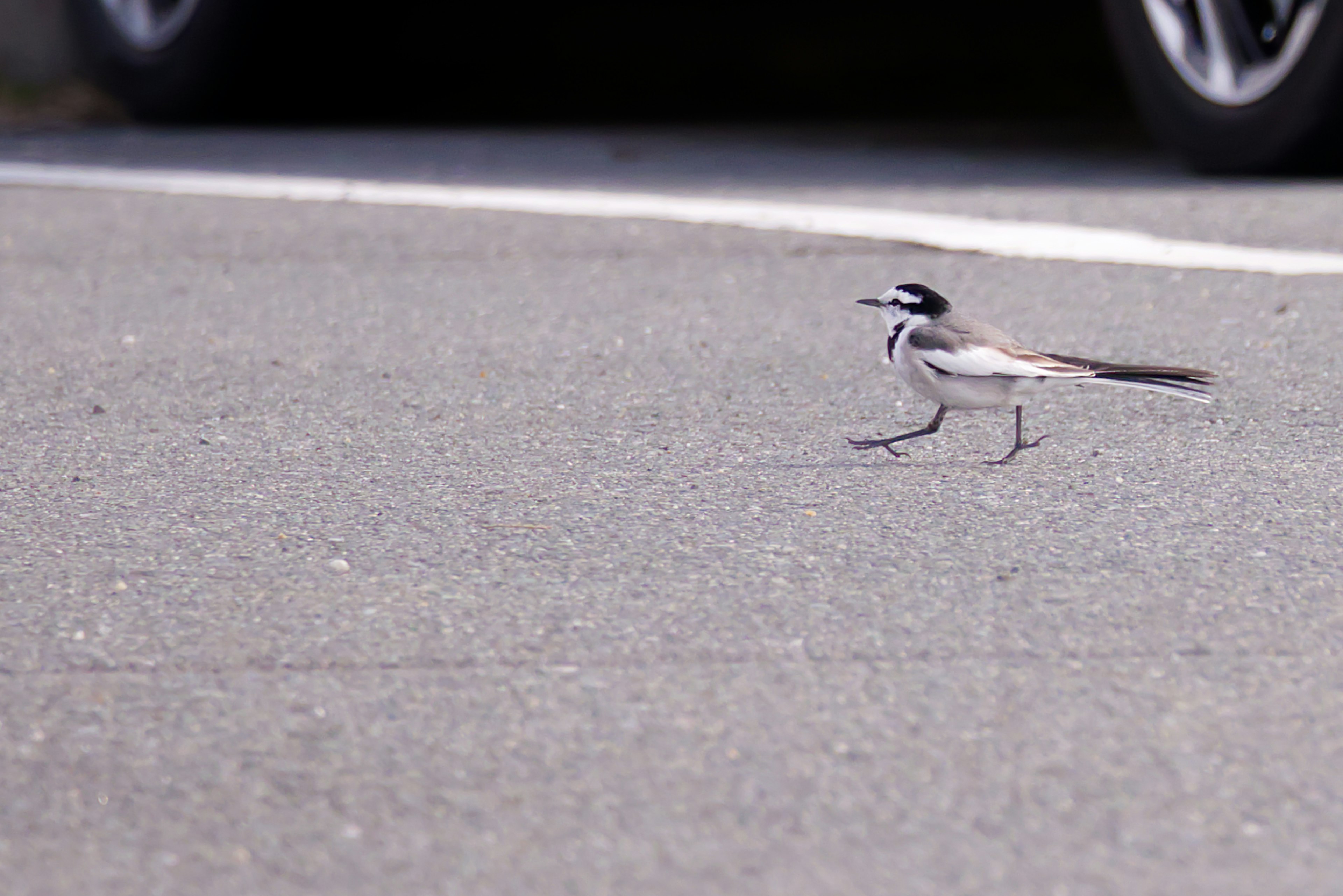 Seekor burung kecil berjalan di jalan