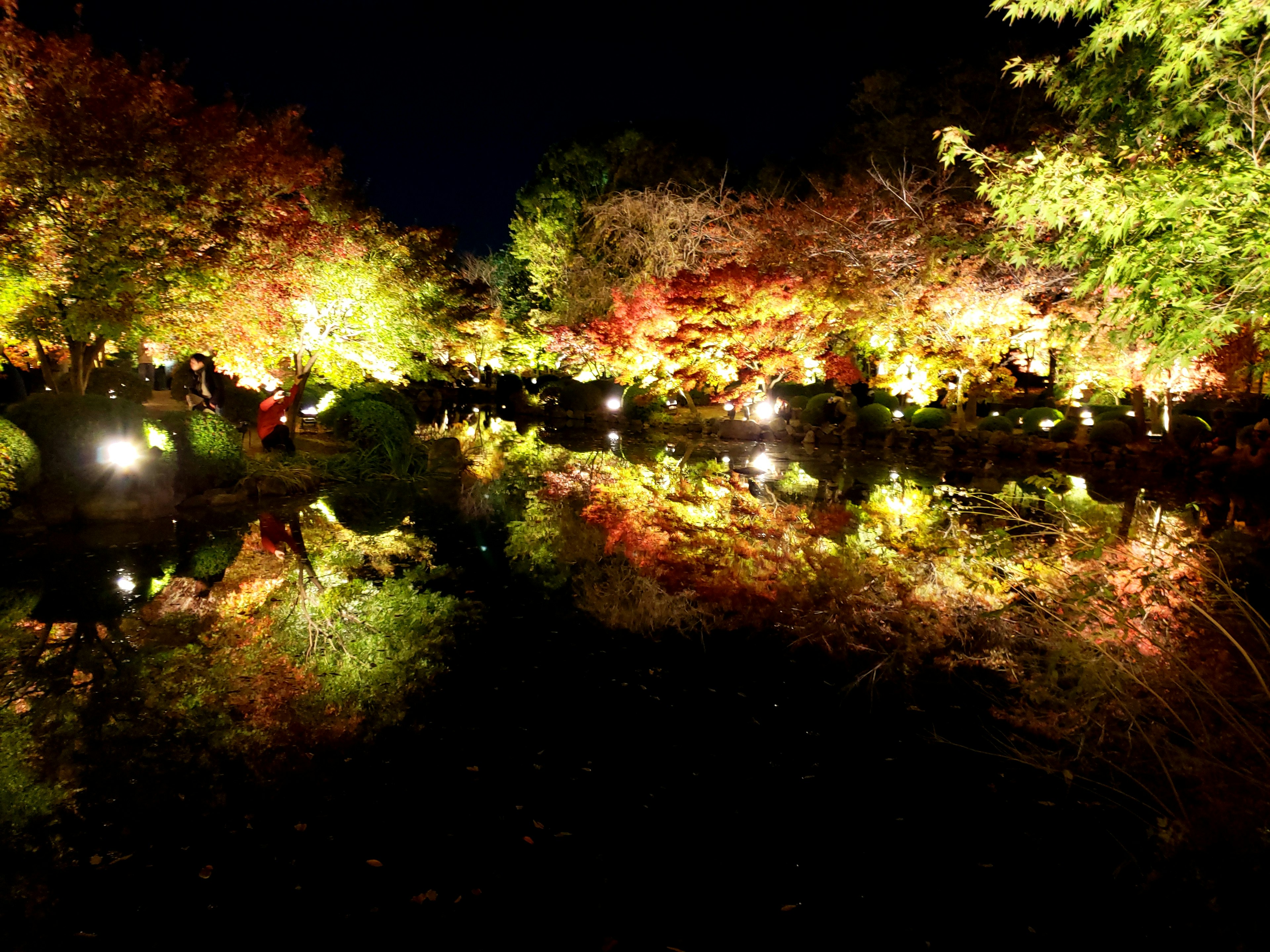 Beautiful autumn foliage illuminated around a pond at night