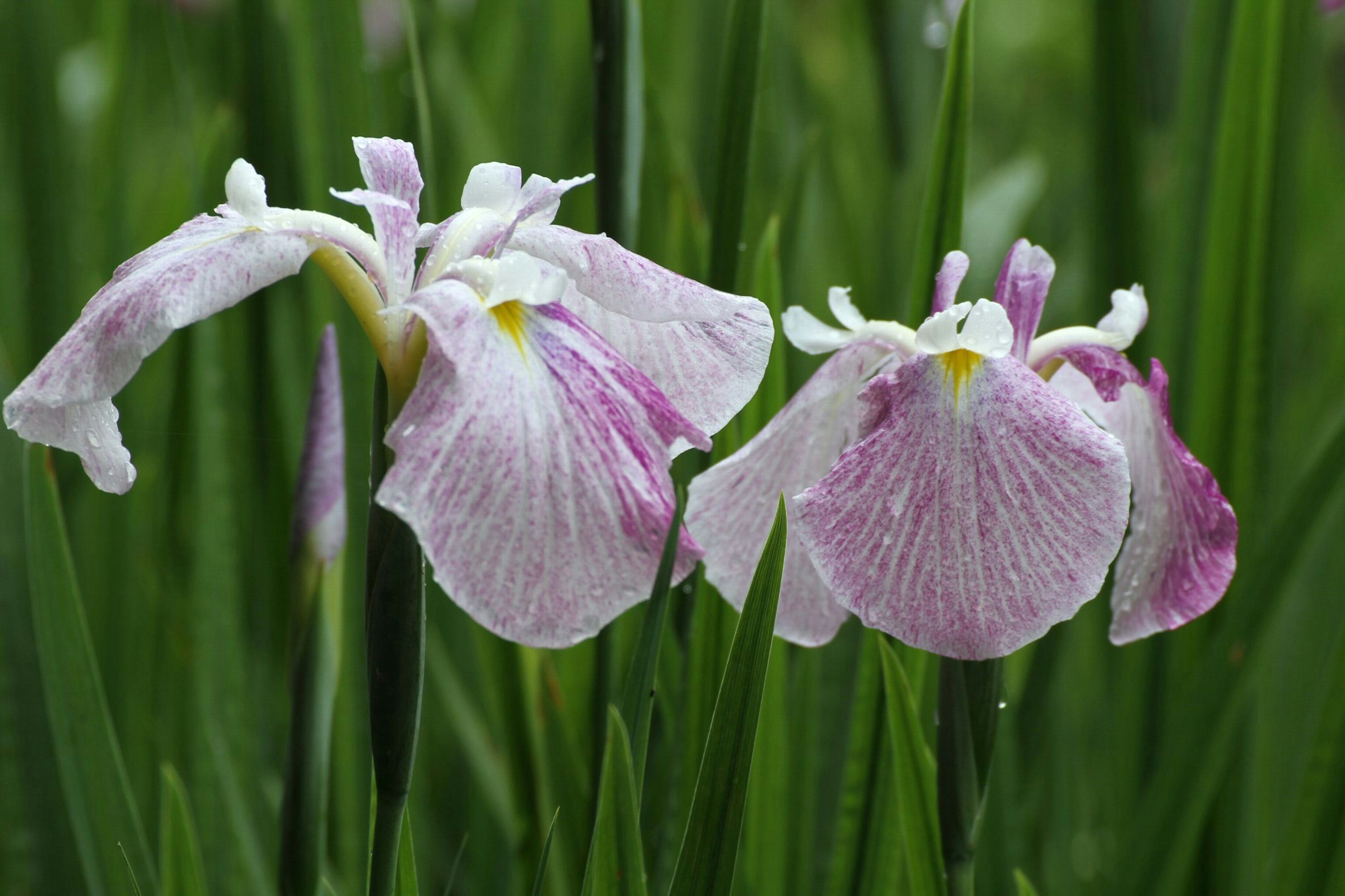 Two irises with pale pink petals surrounded by green leaves