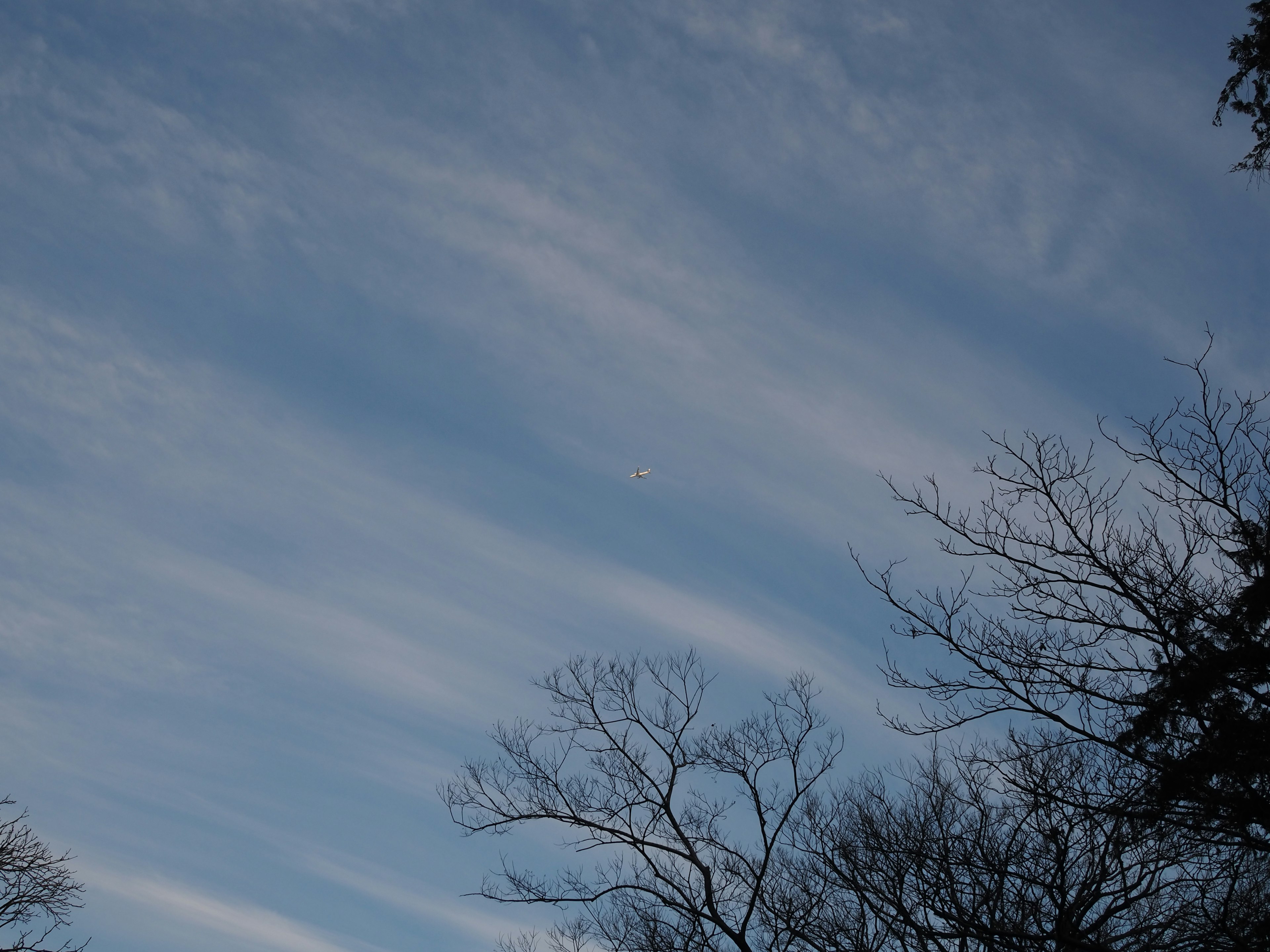 Ein blauer Himmel mit weißen Wolken und Baum-Silhouetten