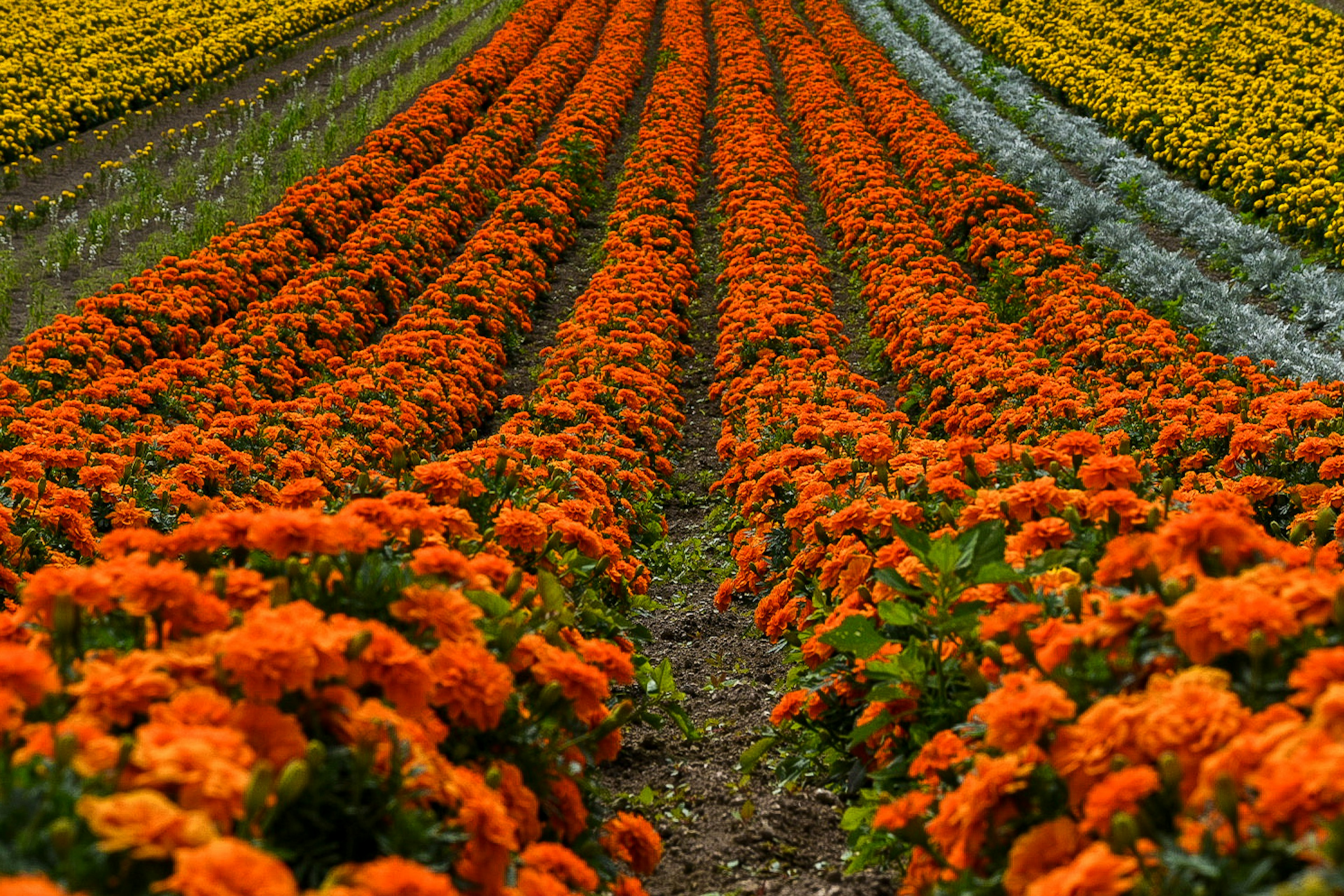 Feld mit lebhaften orangefarbenen Ringelblumen und bunten Reihen