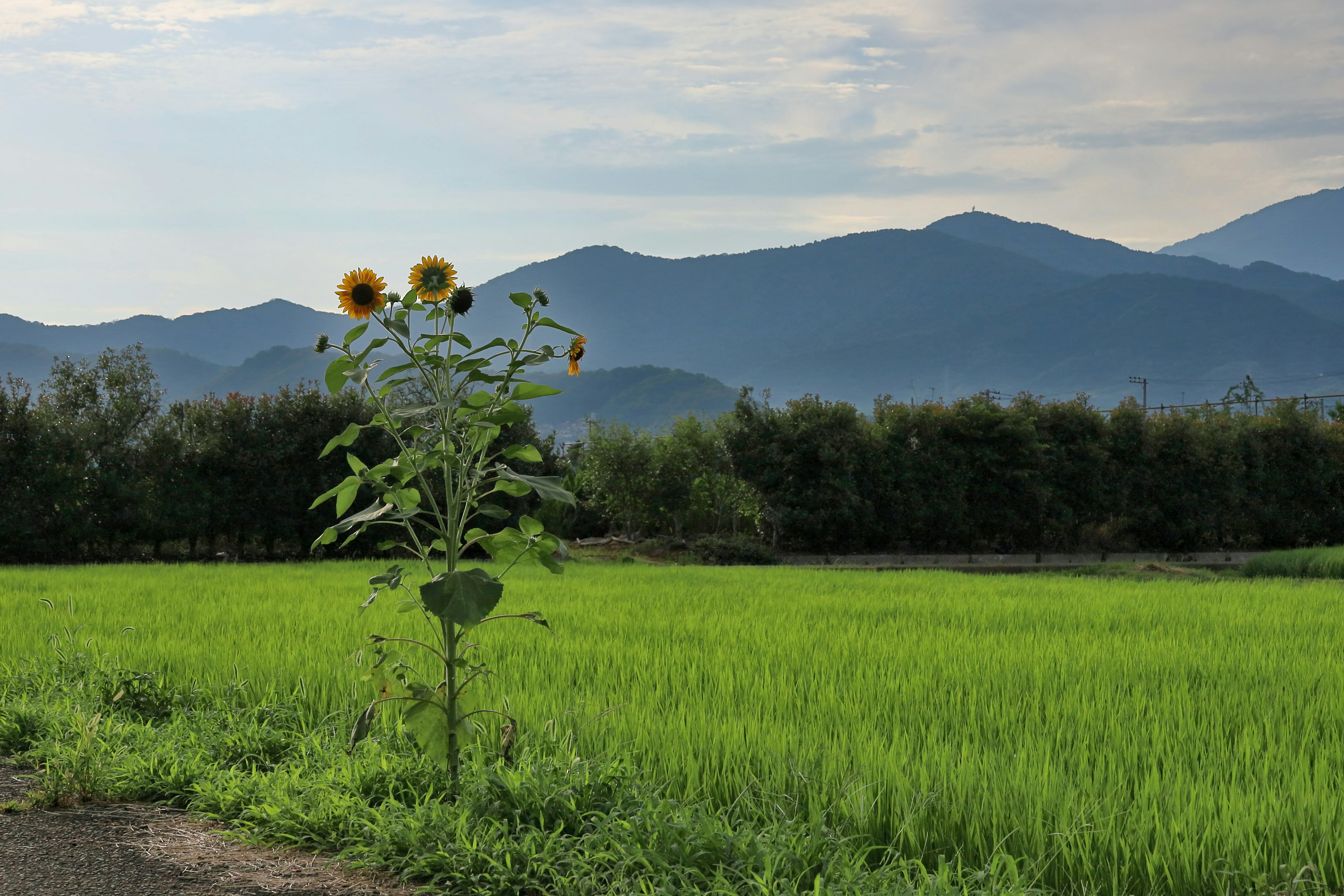 Un girasol en un campo de arroz verde con montañas al fondo