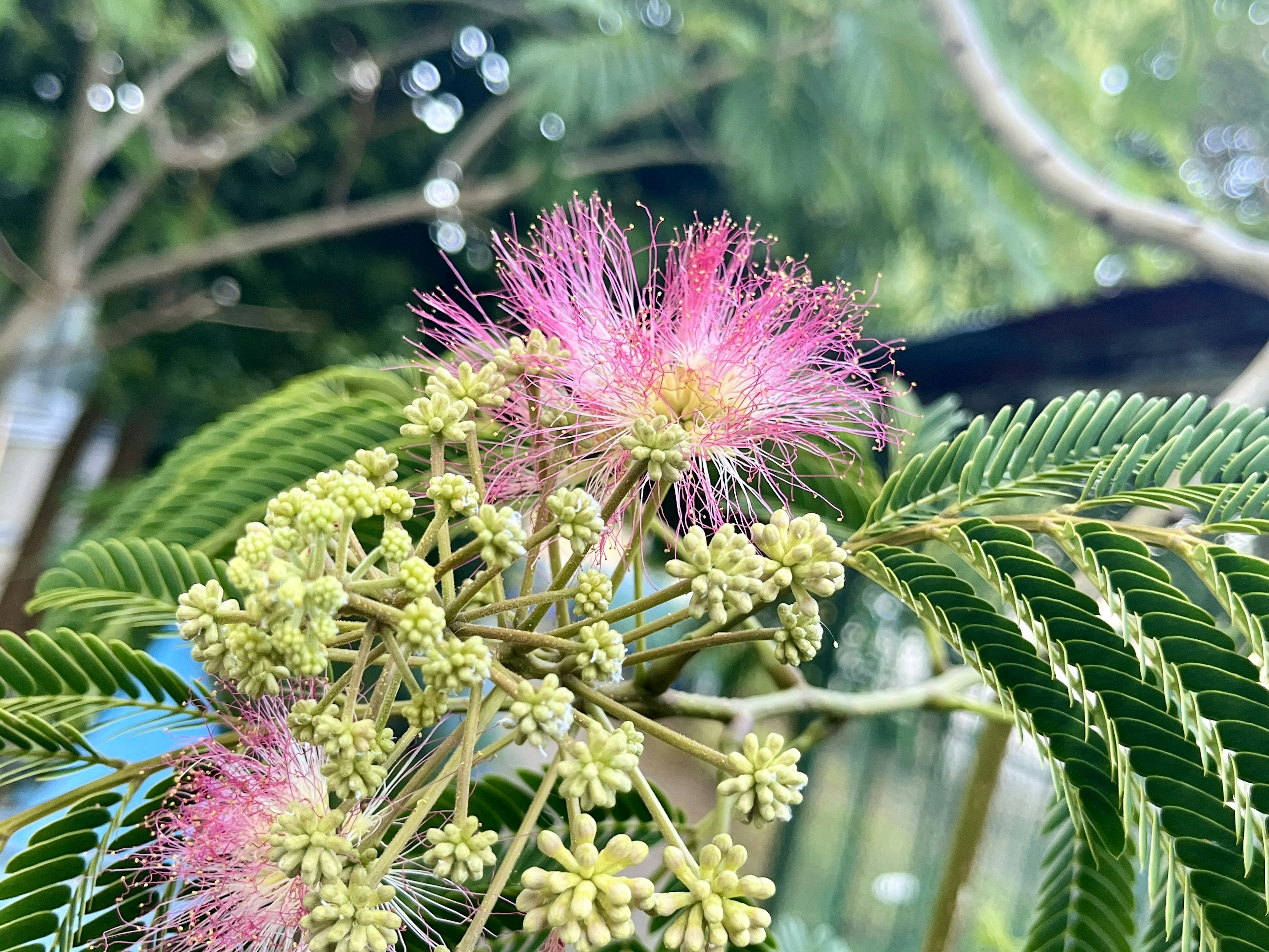 鮮やかなピンクの花と緑の葉を持つミモザの花のクローズアップ