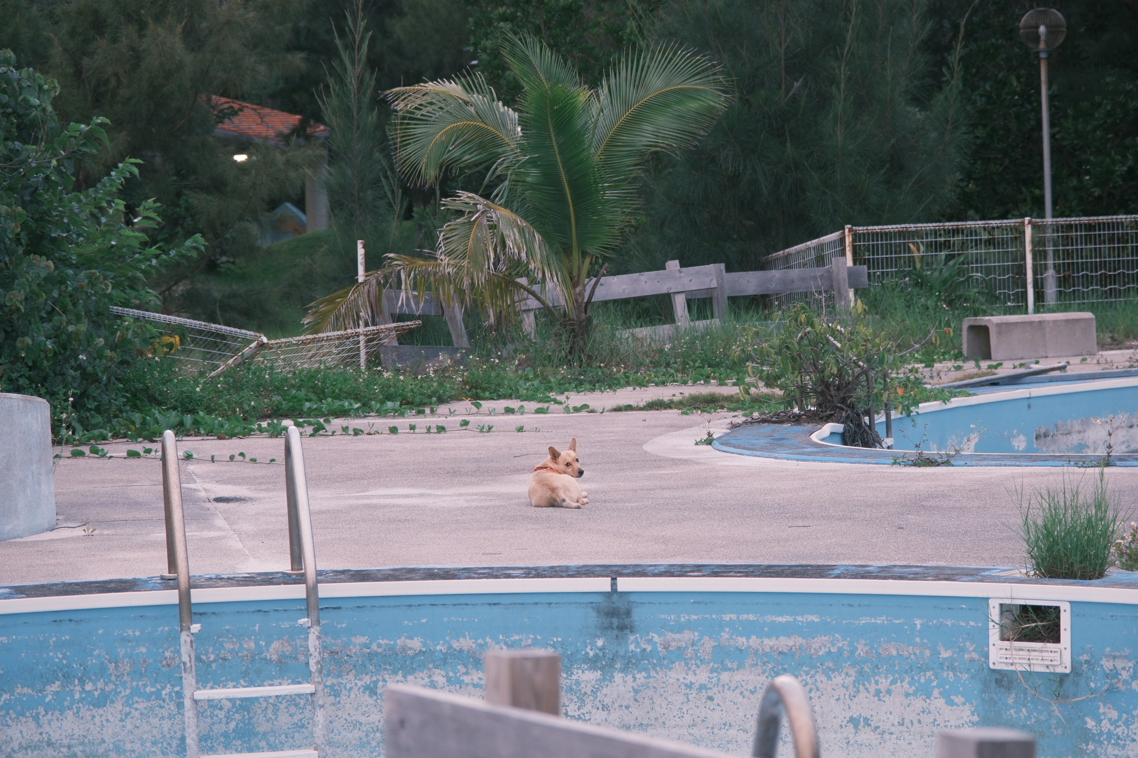 Un cane vicino a piscine vuote circondate da vegetazione