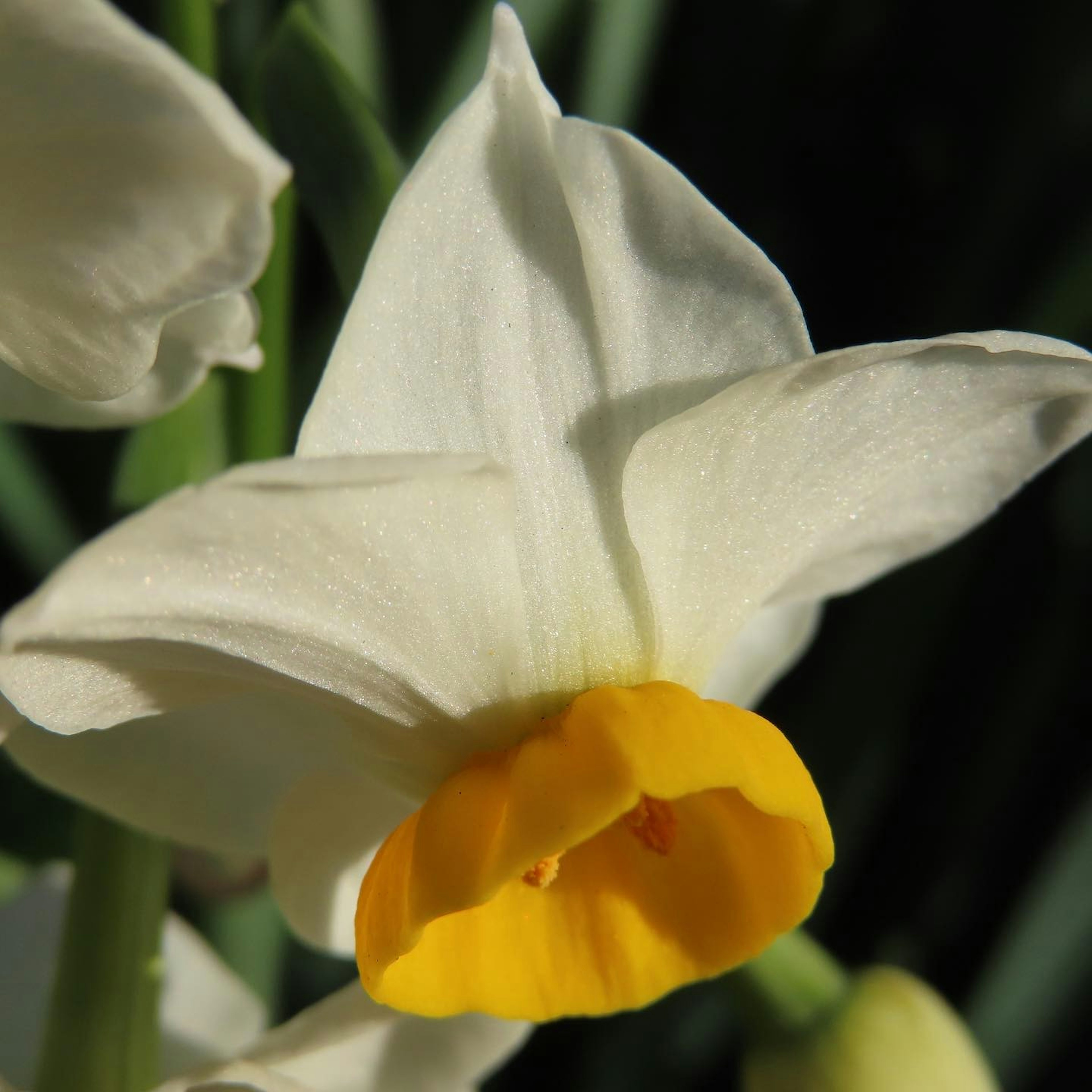 Bunga daffodil dengan kelopak putih dan pusat kuning