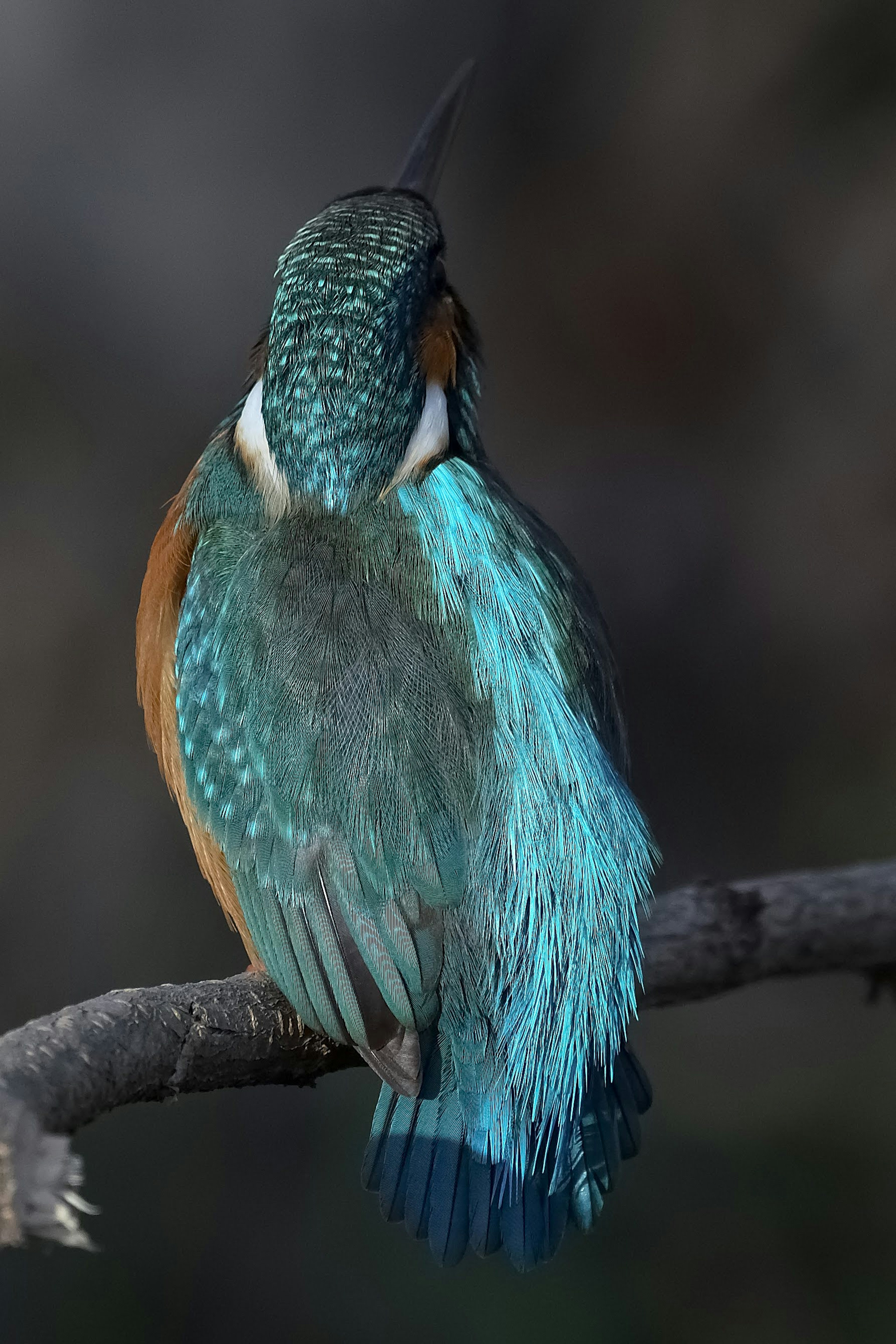 Un martinete con plumas azules posado en una rama