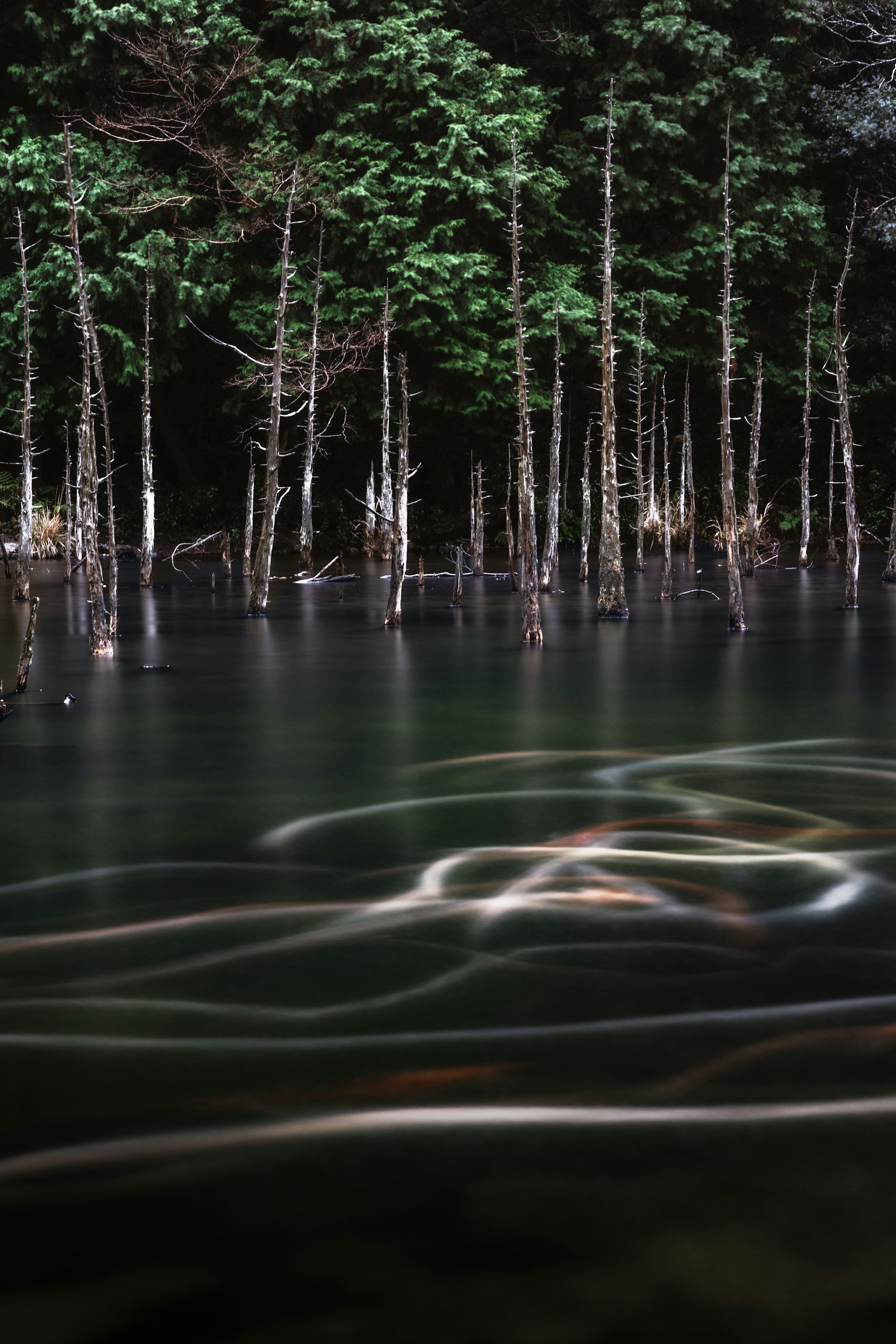 Paisaje sereno con árboles reflejados en agua tranquila