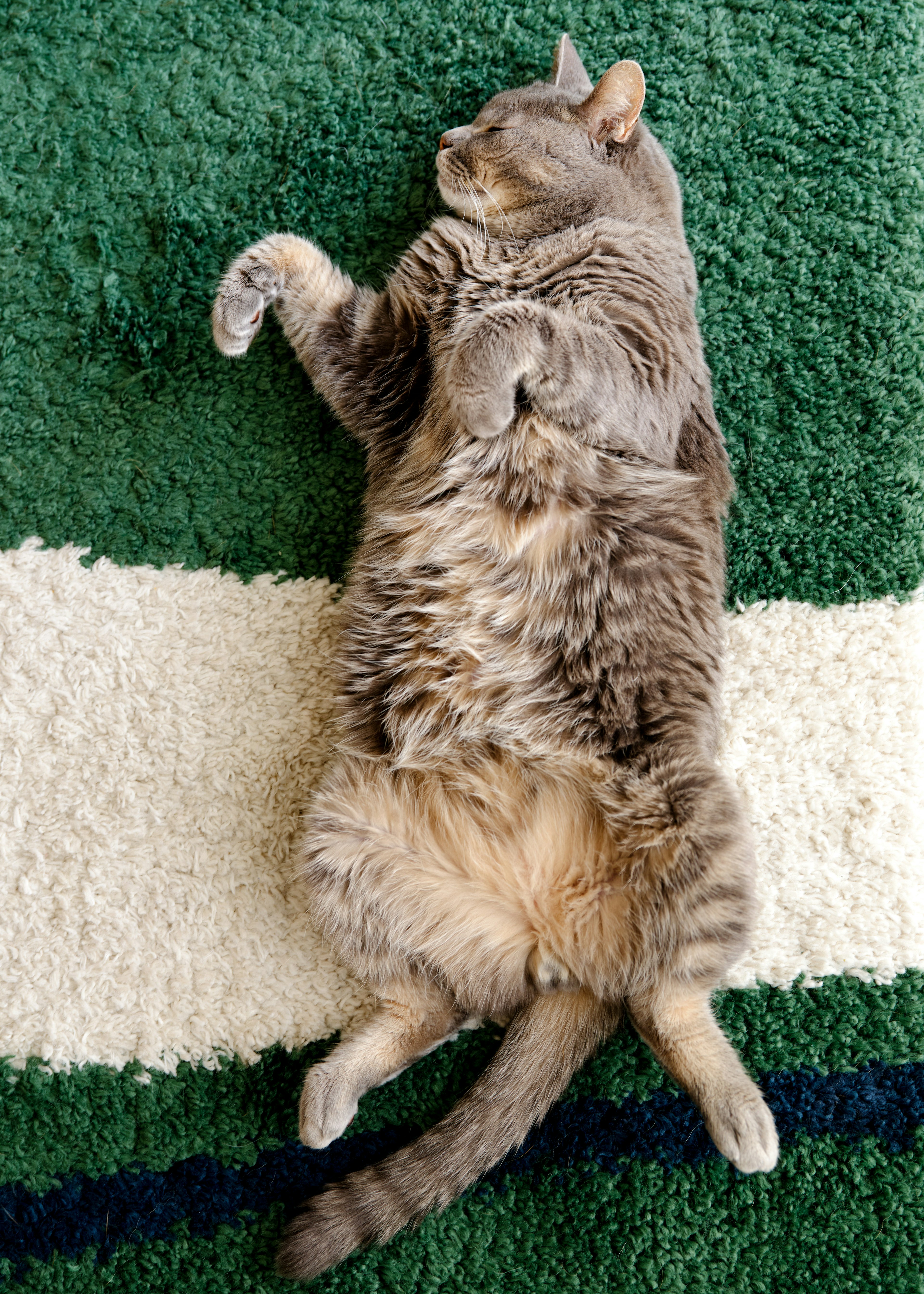 Gray cat lying on its back showing belly on green and white carpet