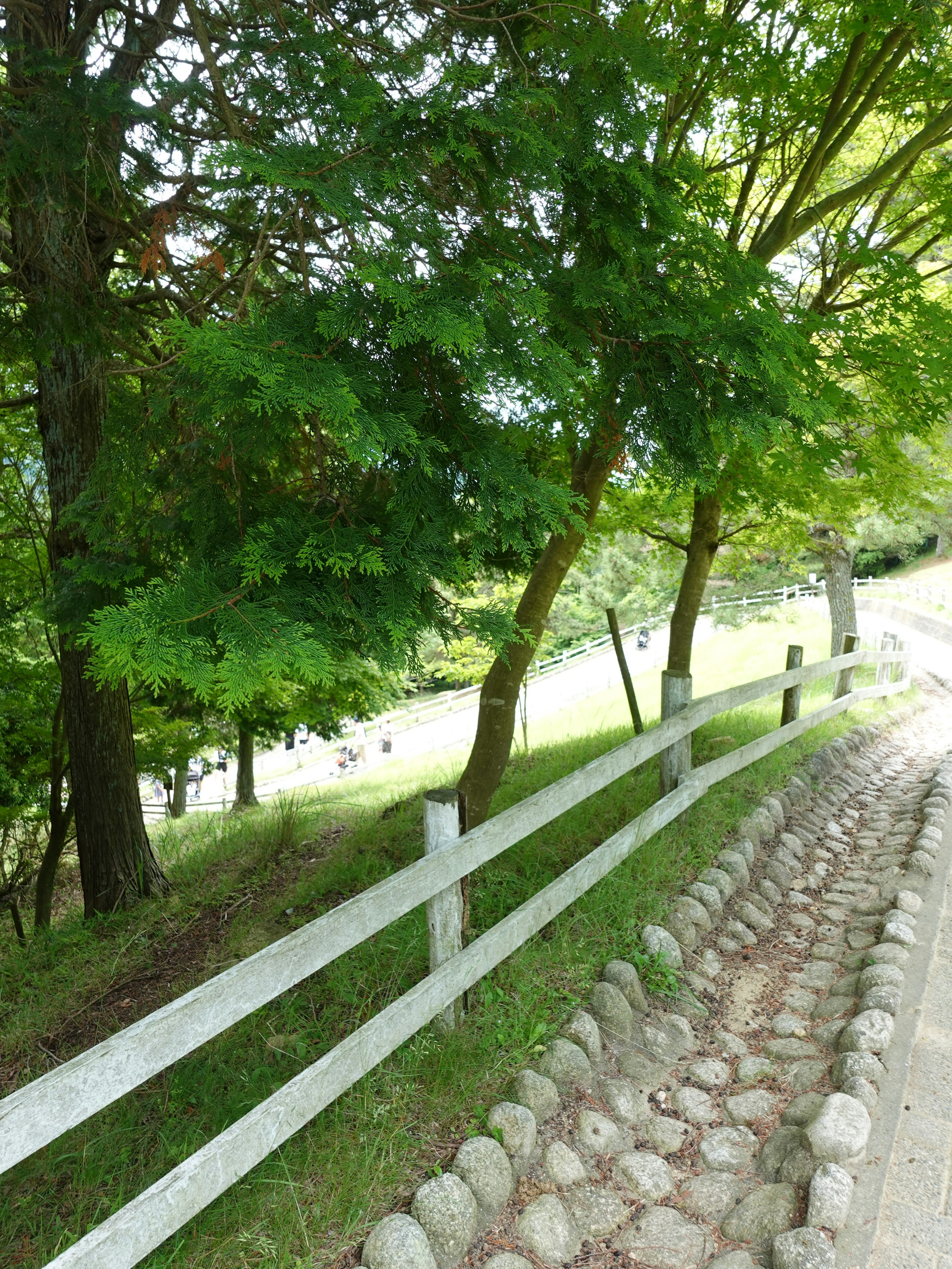 Un chemin pittoresque bordé d'arbres verts et d'une clôture blanche