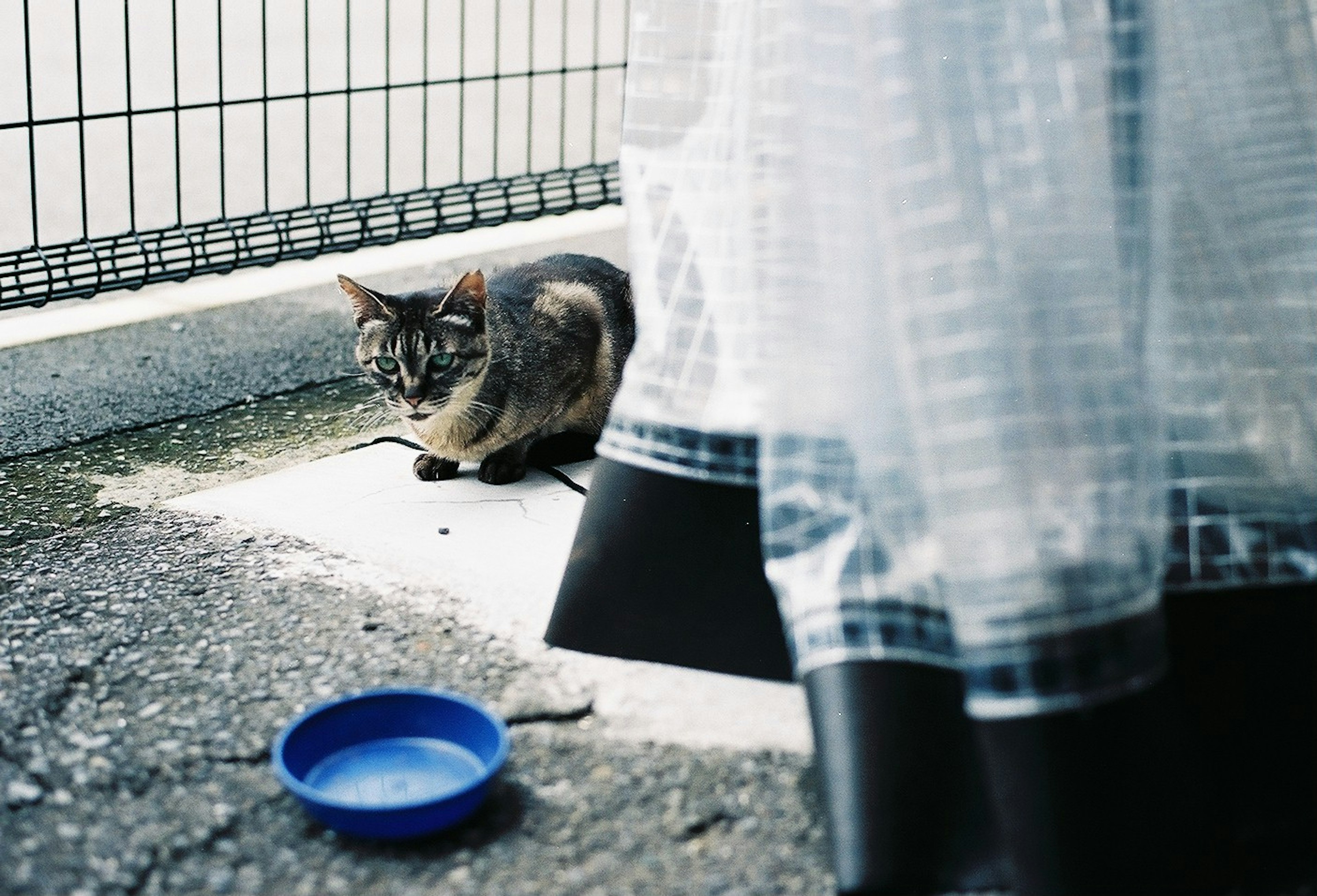 Eine Katze sitzt nahe einer blauen Futterschüssel unter einem durchsichtigen Vorhang