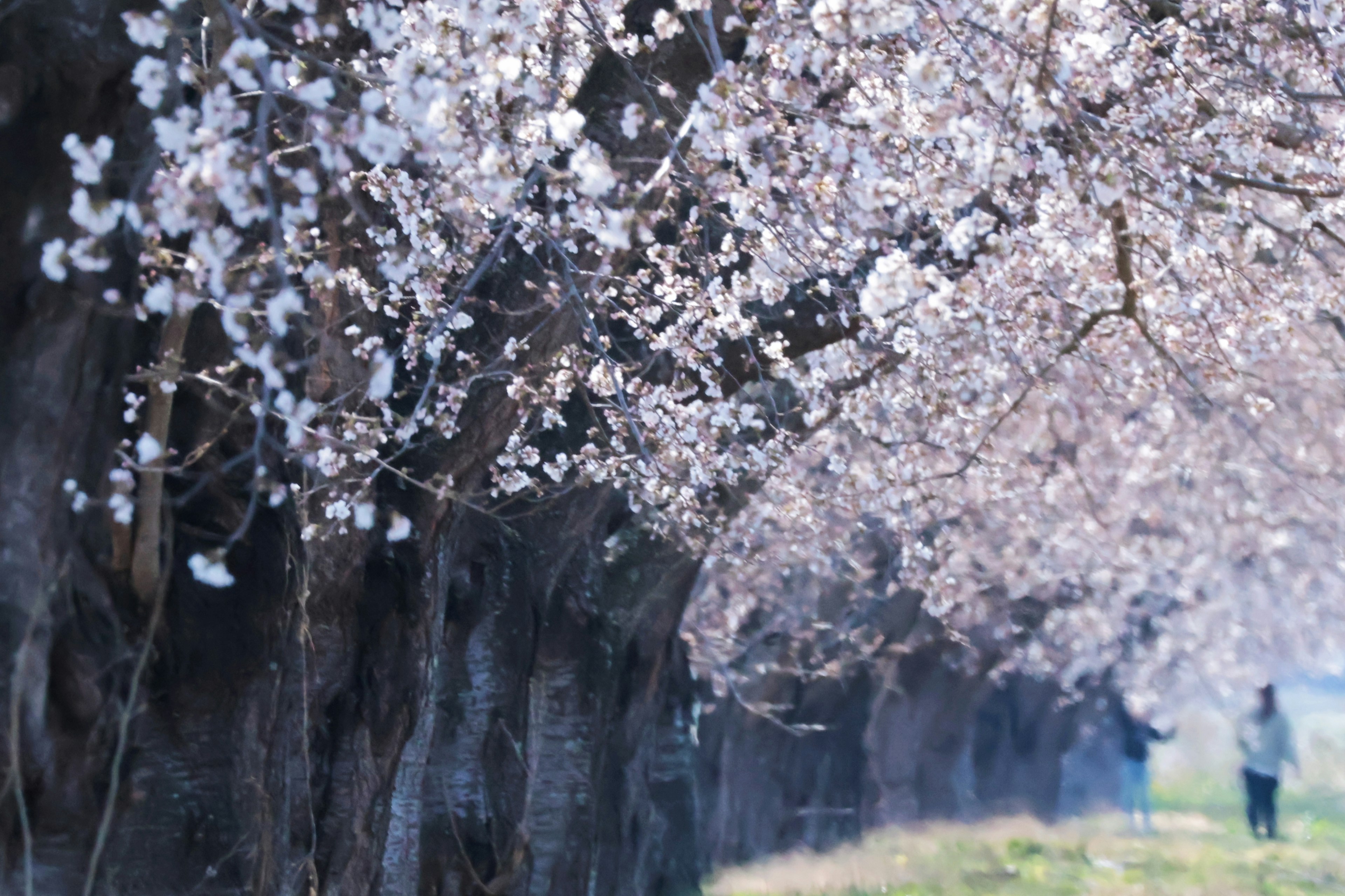 Scenic view of cherry blossom trees lining a path with people walking