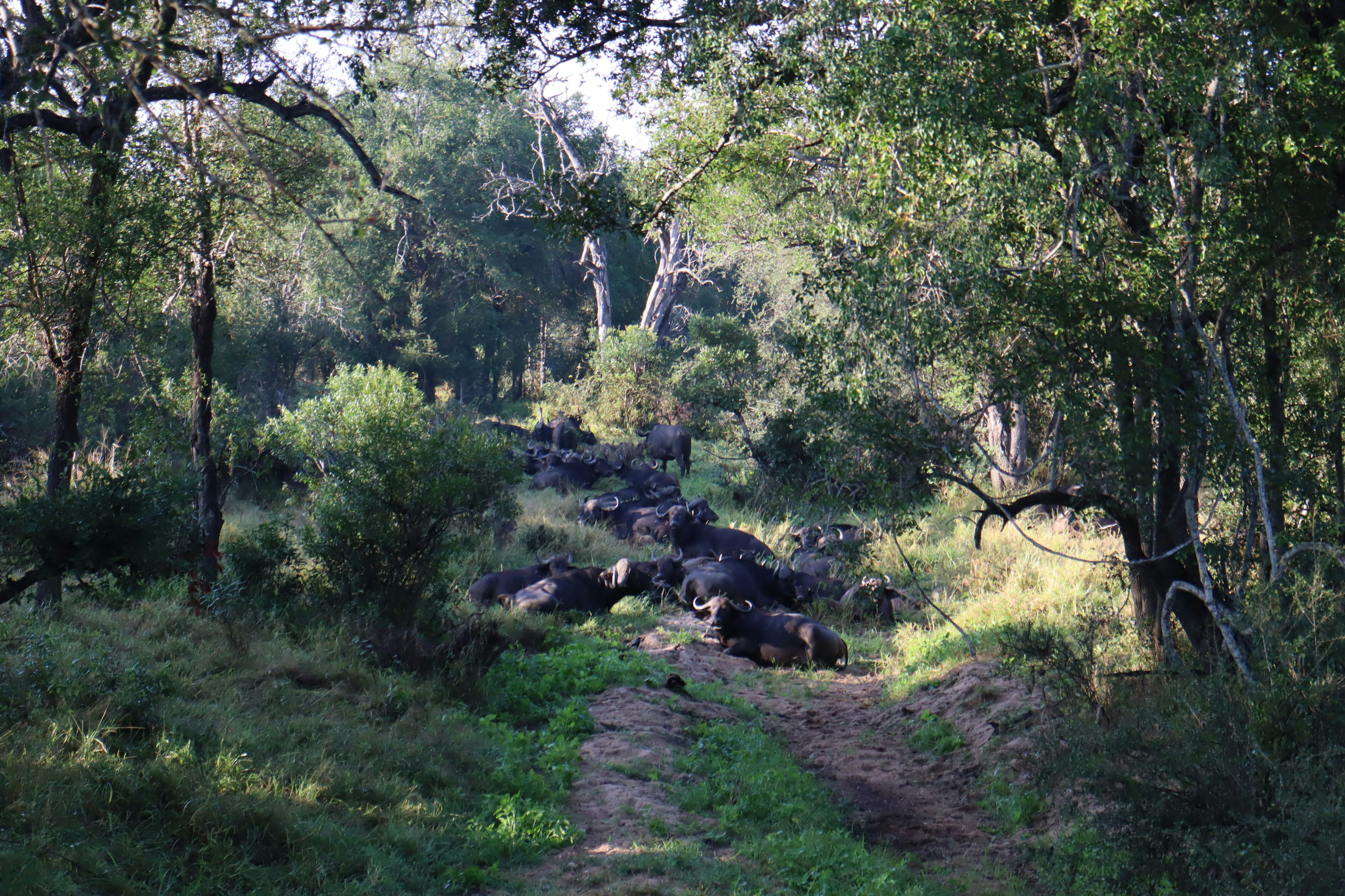 A winding path through a lush green forest with a rocky outcrop