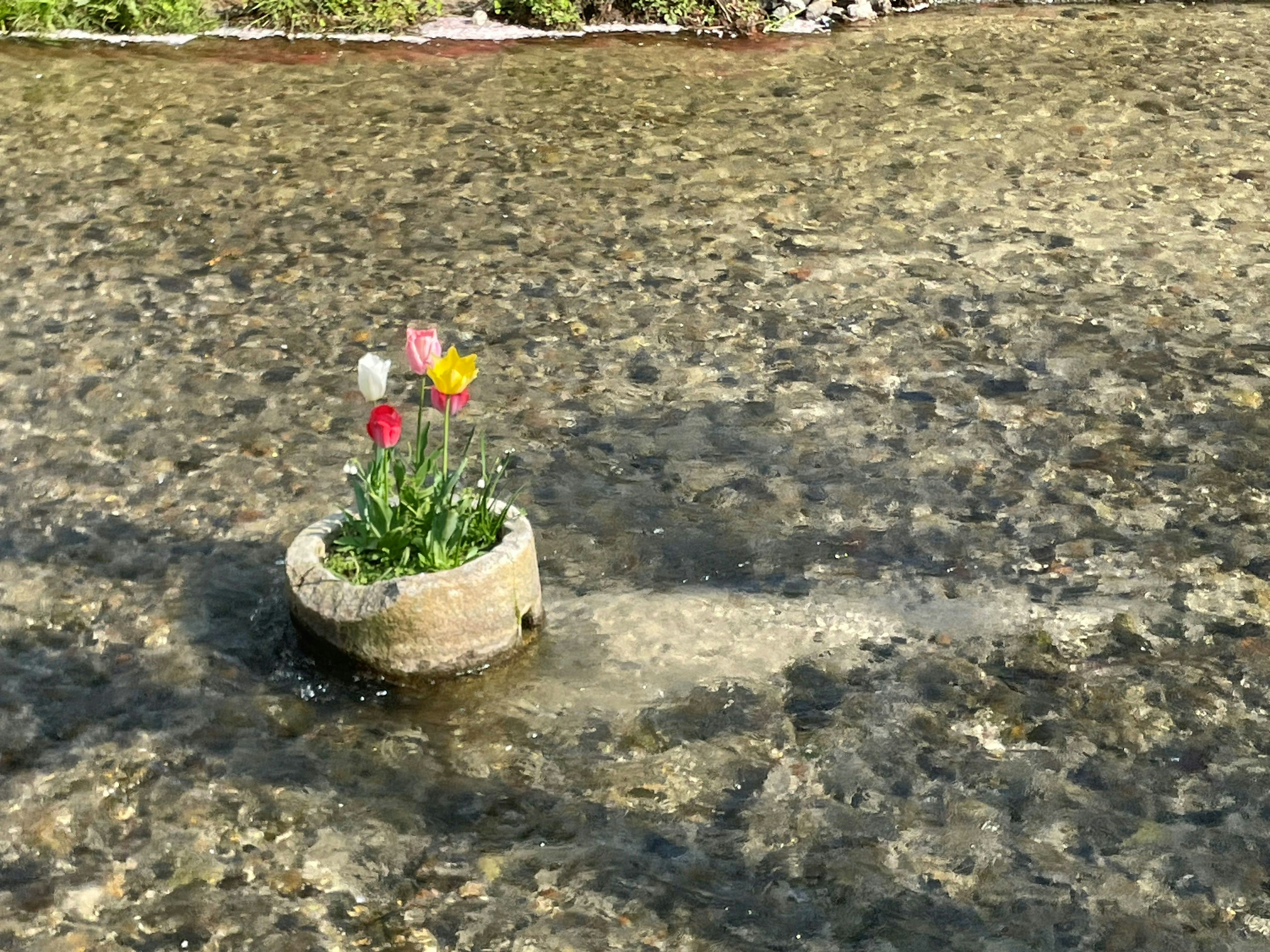 Una maceta de piedra con tulipanes coloridos flotando en el agua