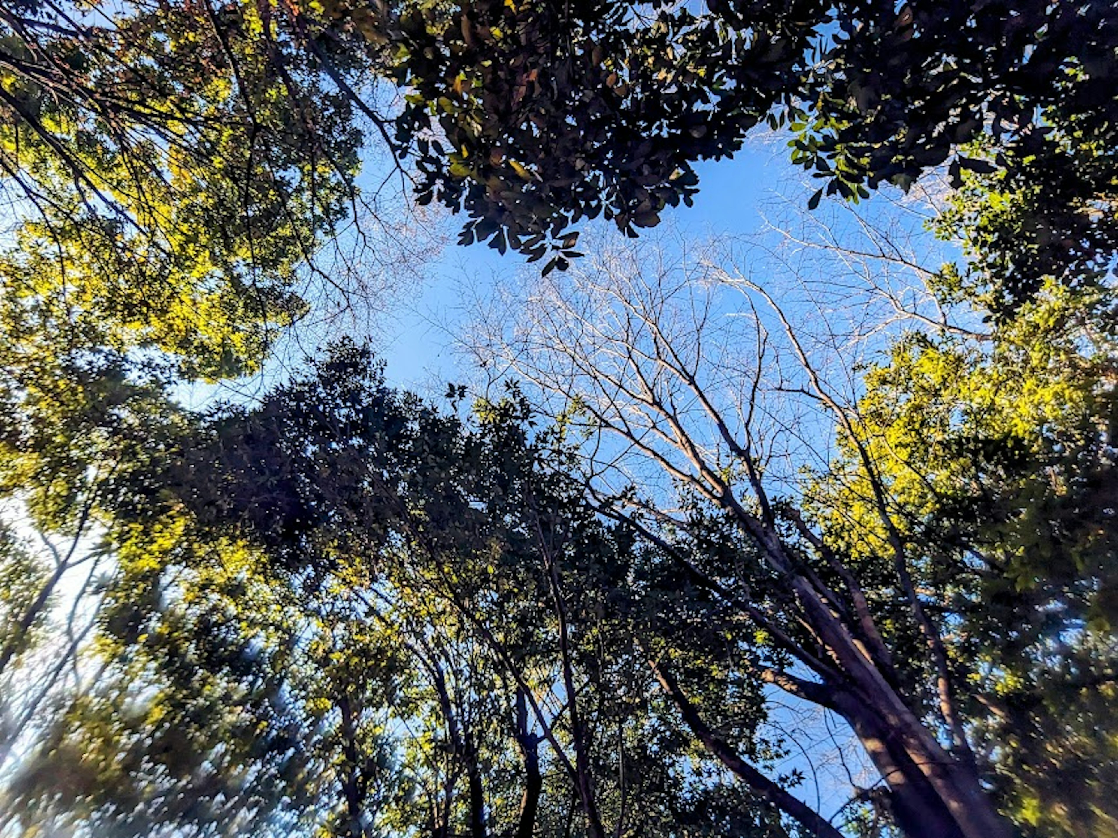 Una vista del cielo blu circondato da alberi verdi