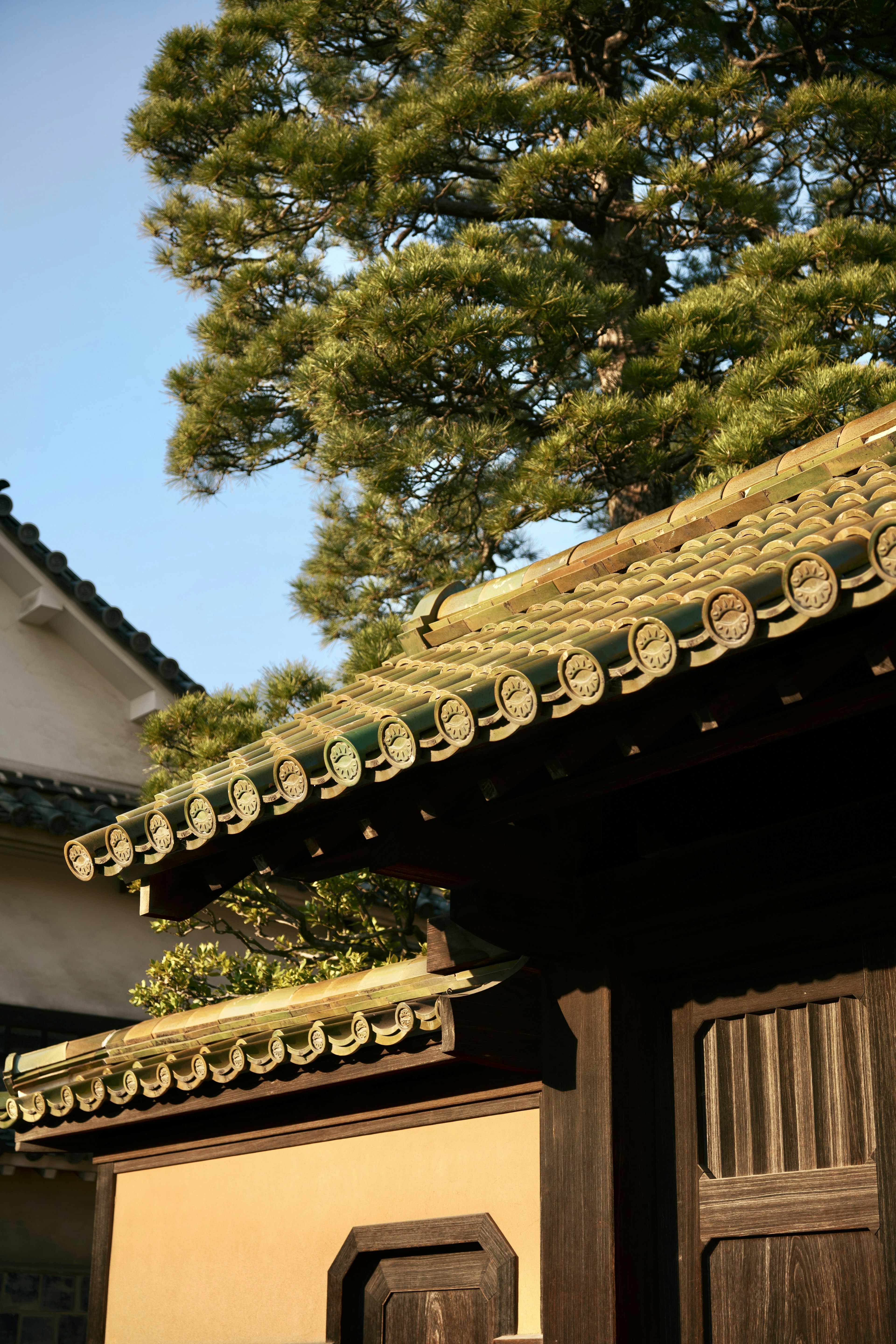 日本の伝統的な建物の屋根と松の木