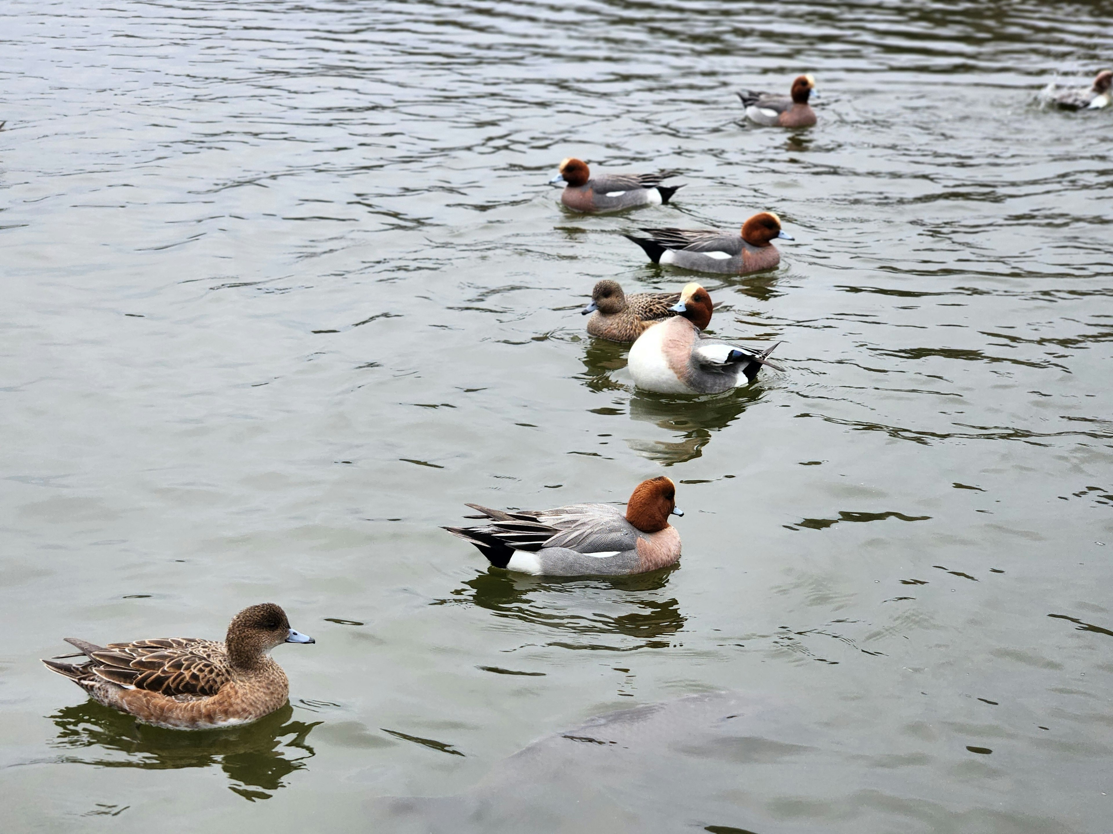 Un grupo de patos silbadores nadando en una superficie de agua tranquila