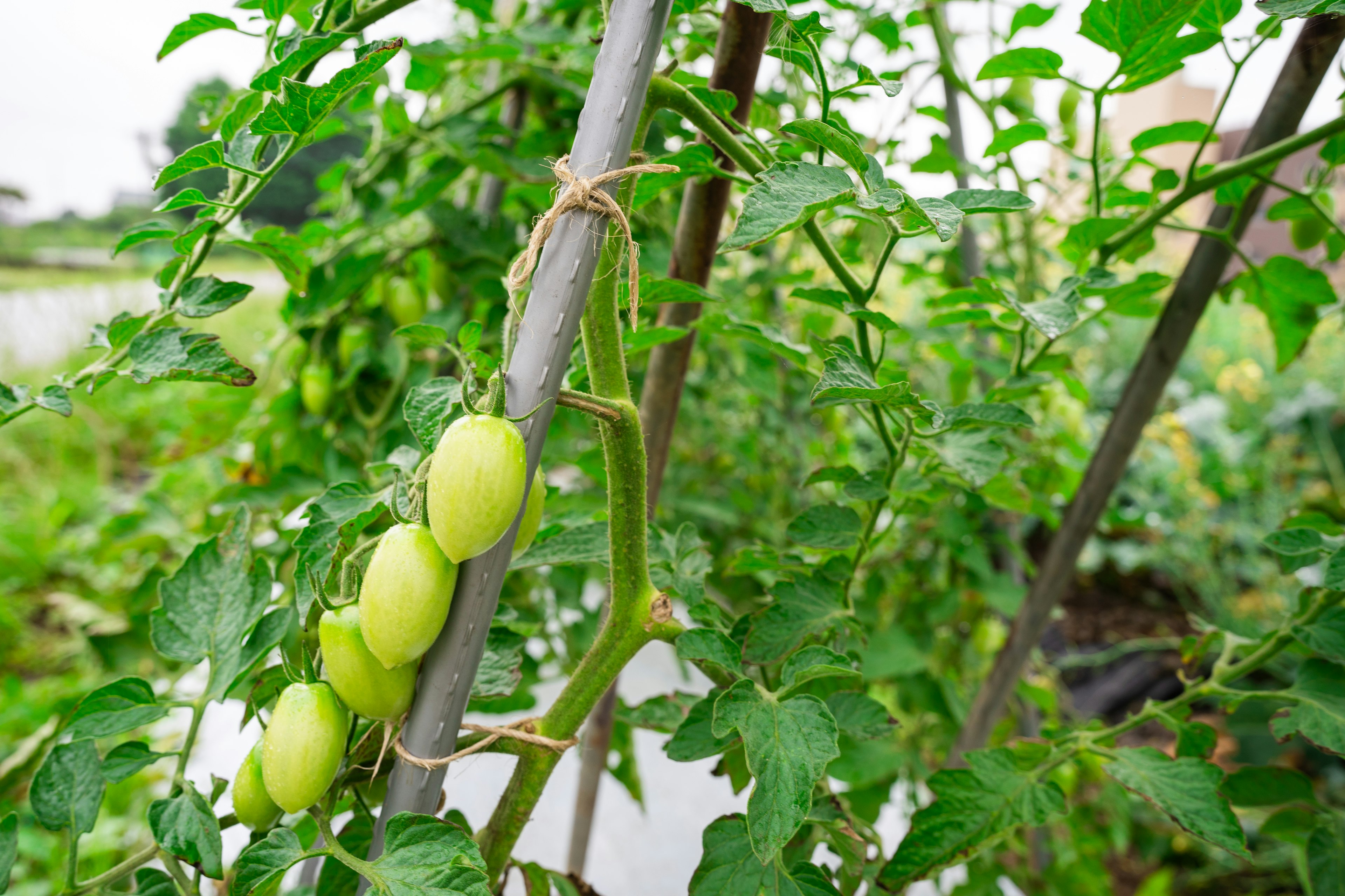 Grüne Tomaten, die an einem Stützpfosten in einem Garten wachsen