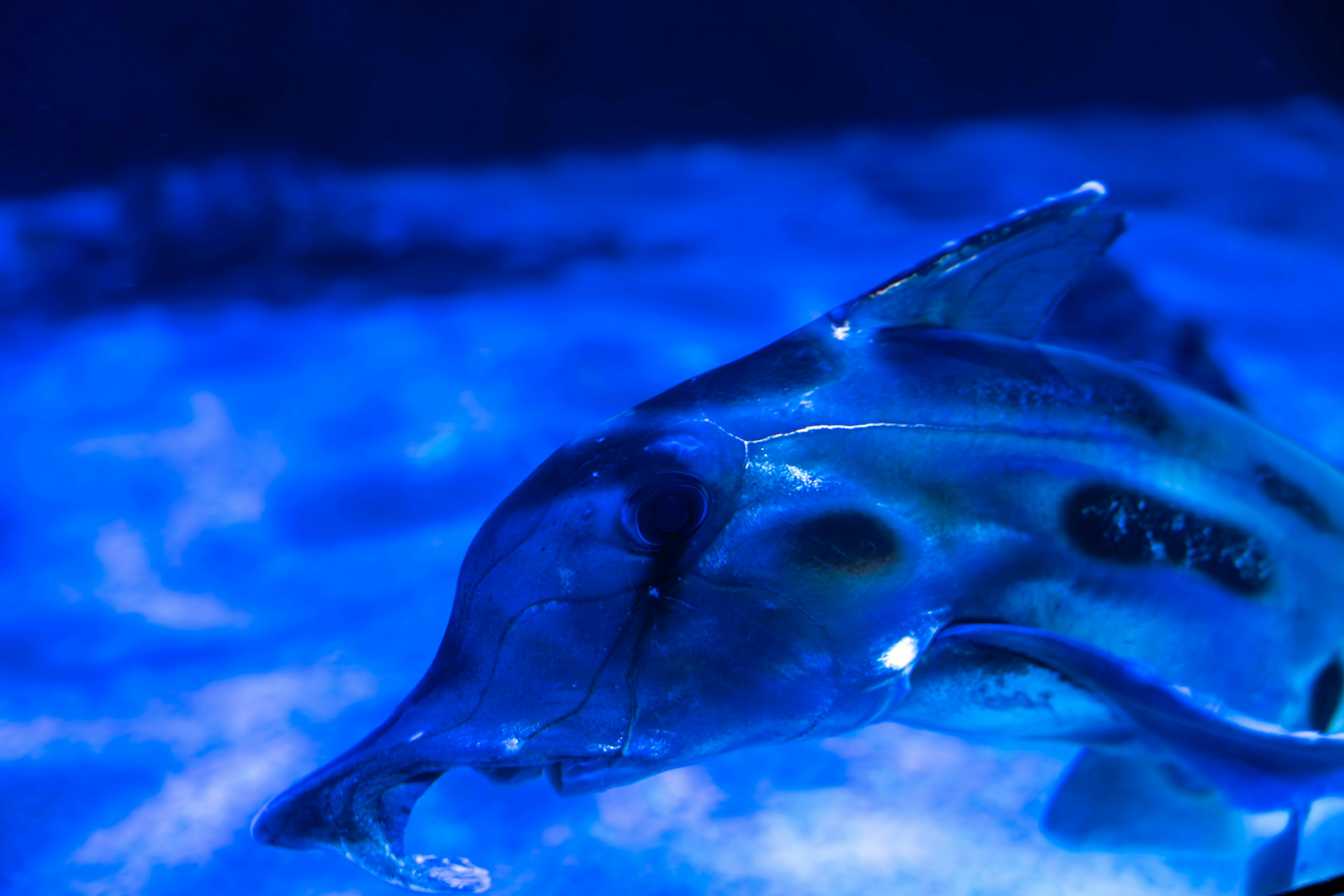 Close-up of a dolphin-like creature swimming in blue water