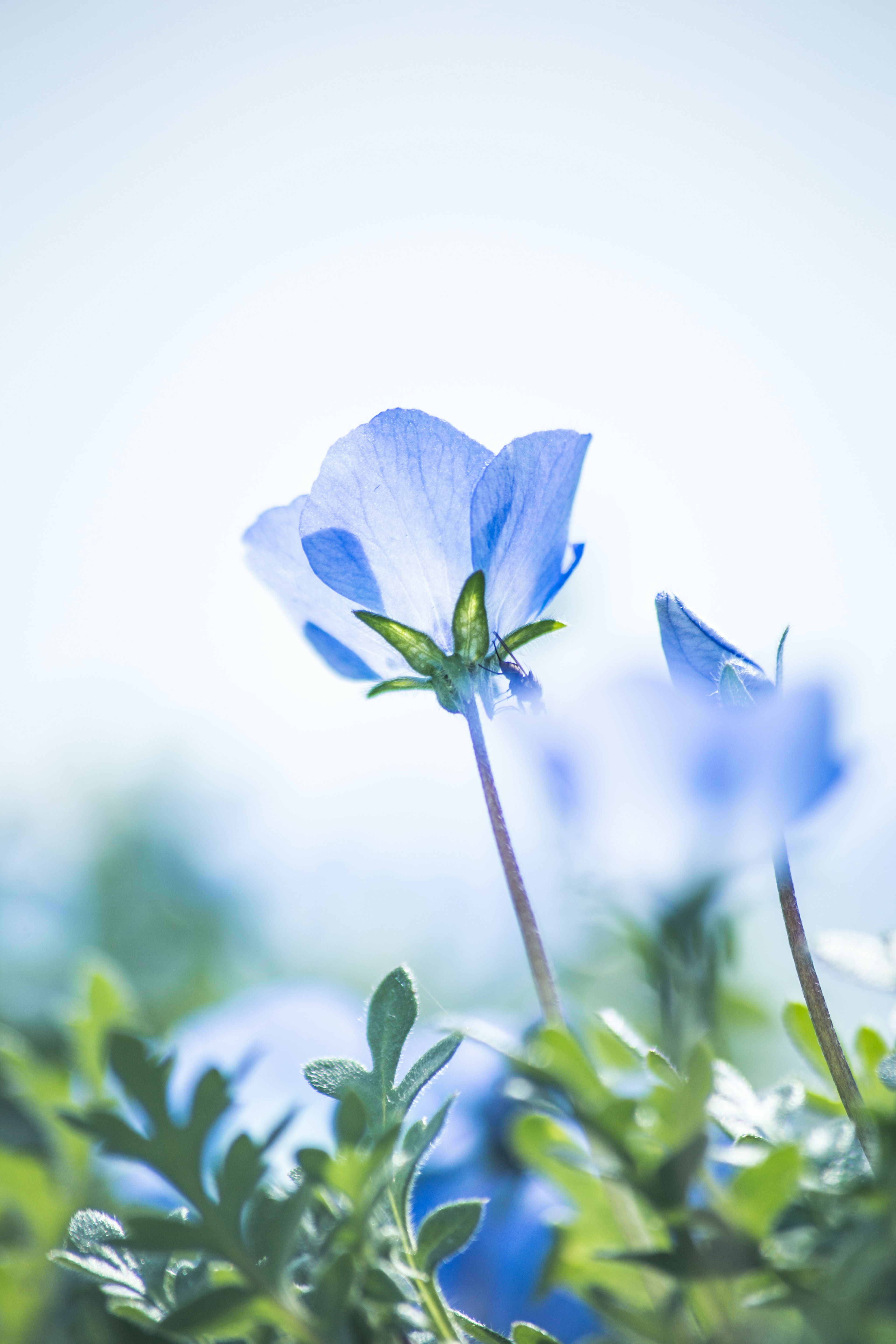 Blue flowers blooming under a clear sky