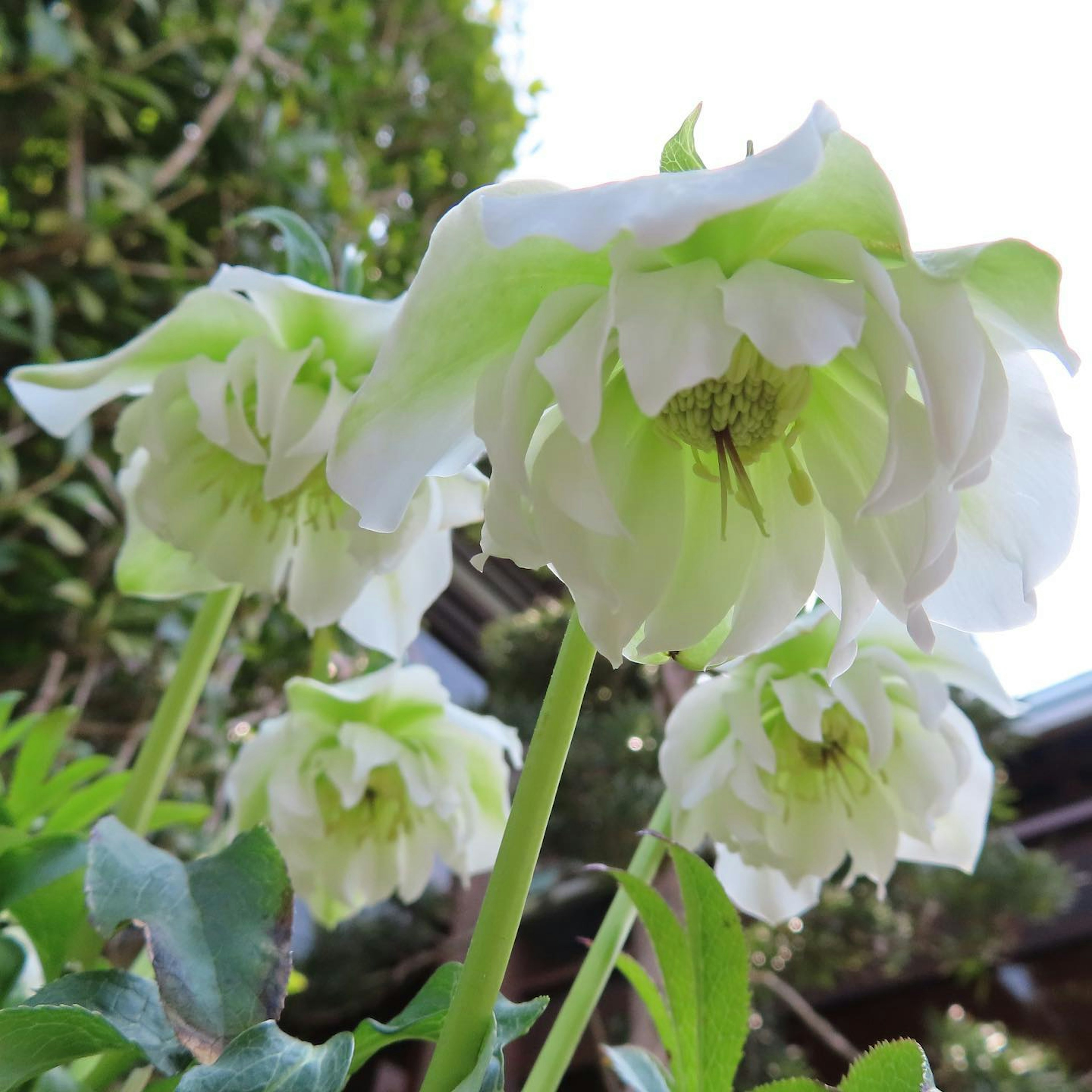 Primo piano di fiori con petali bianchi e verdi