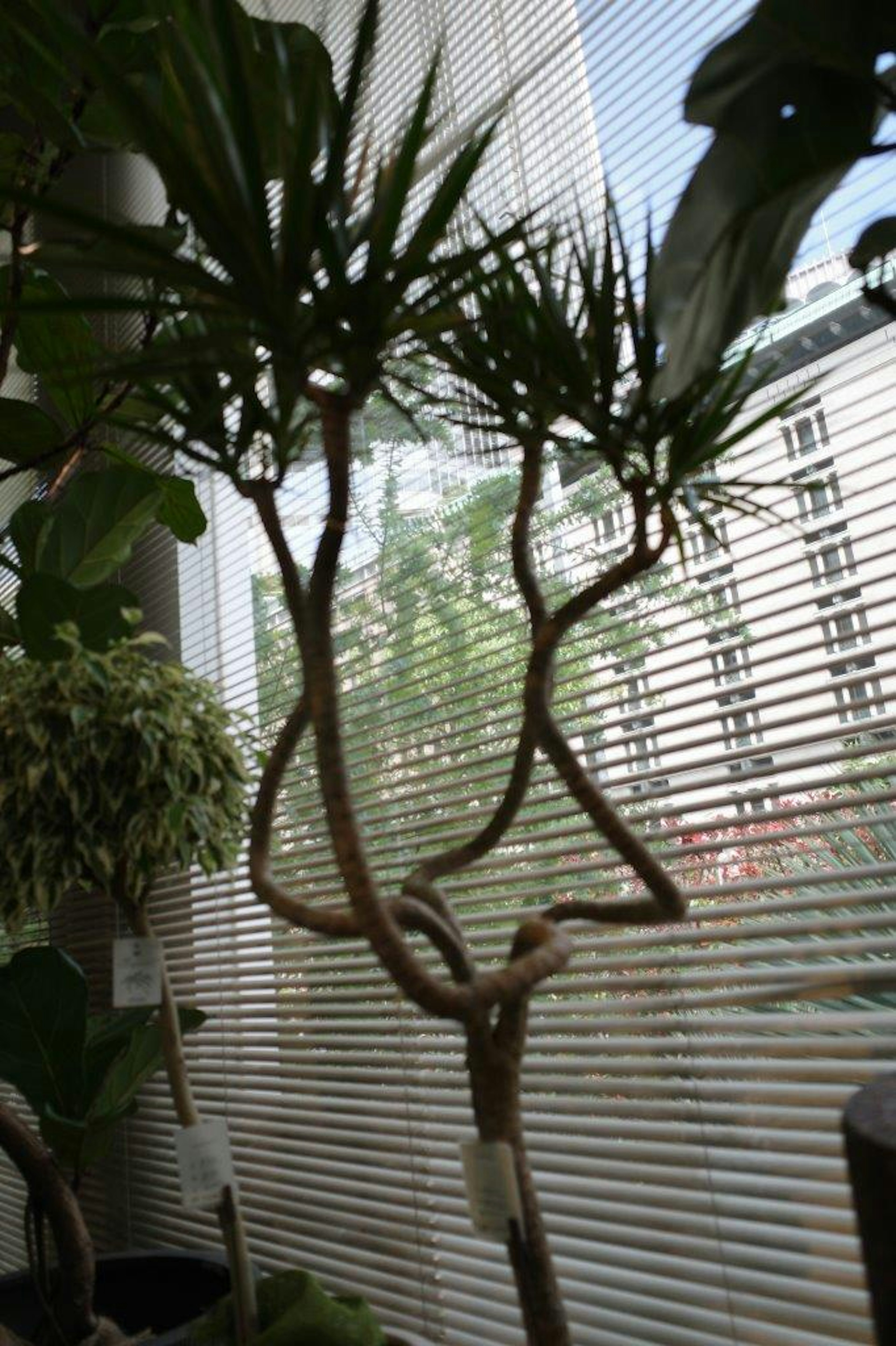 Escena interior con una planta de forma única cerca de una ventana con persianas