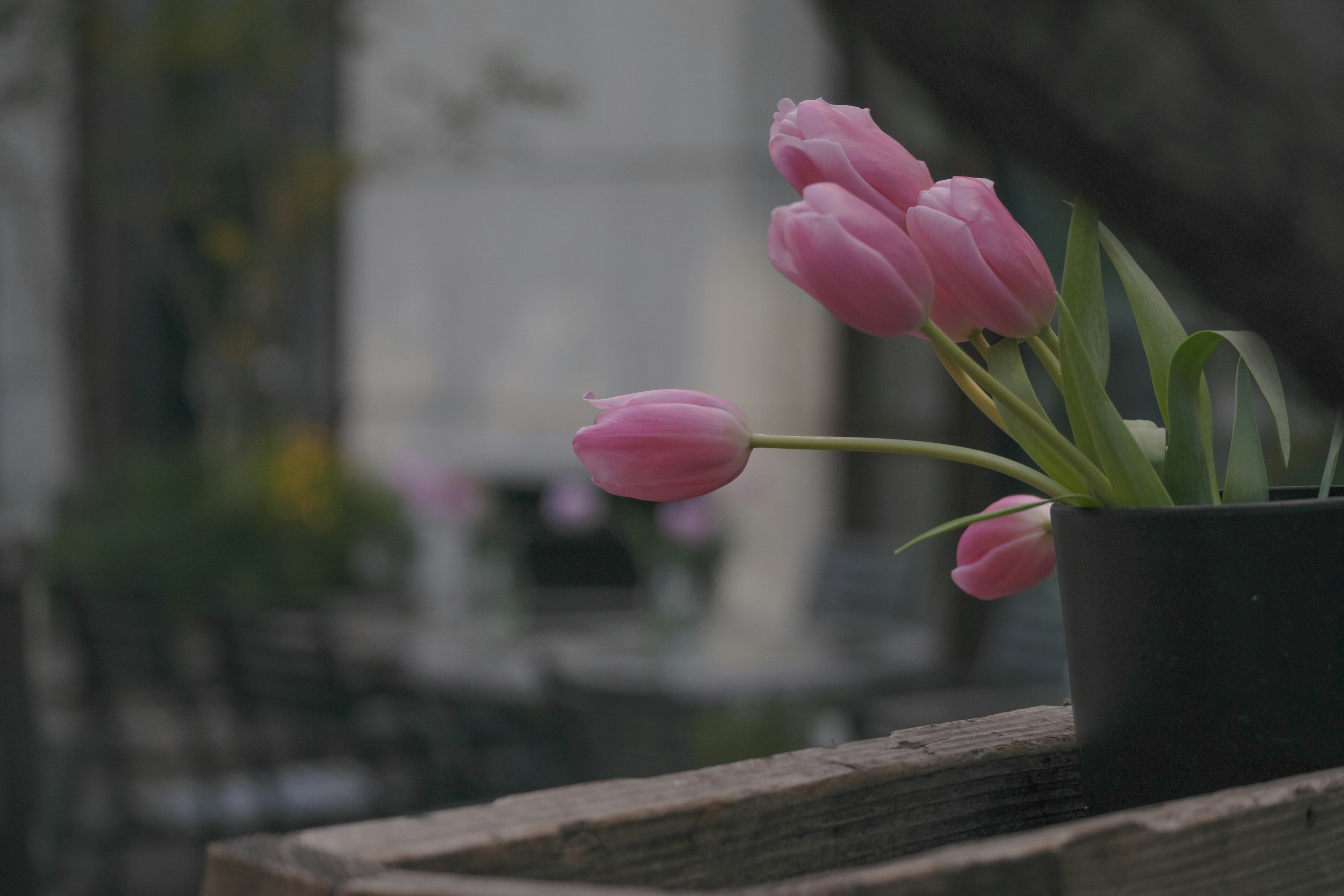 Una maceta de tulipanes rosas con un fondo borroso de muebles de jardín