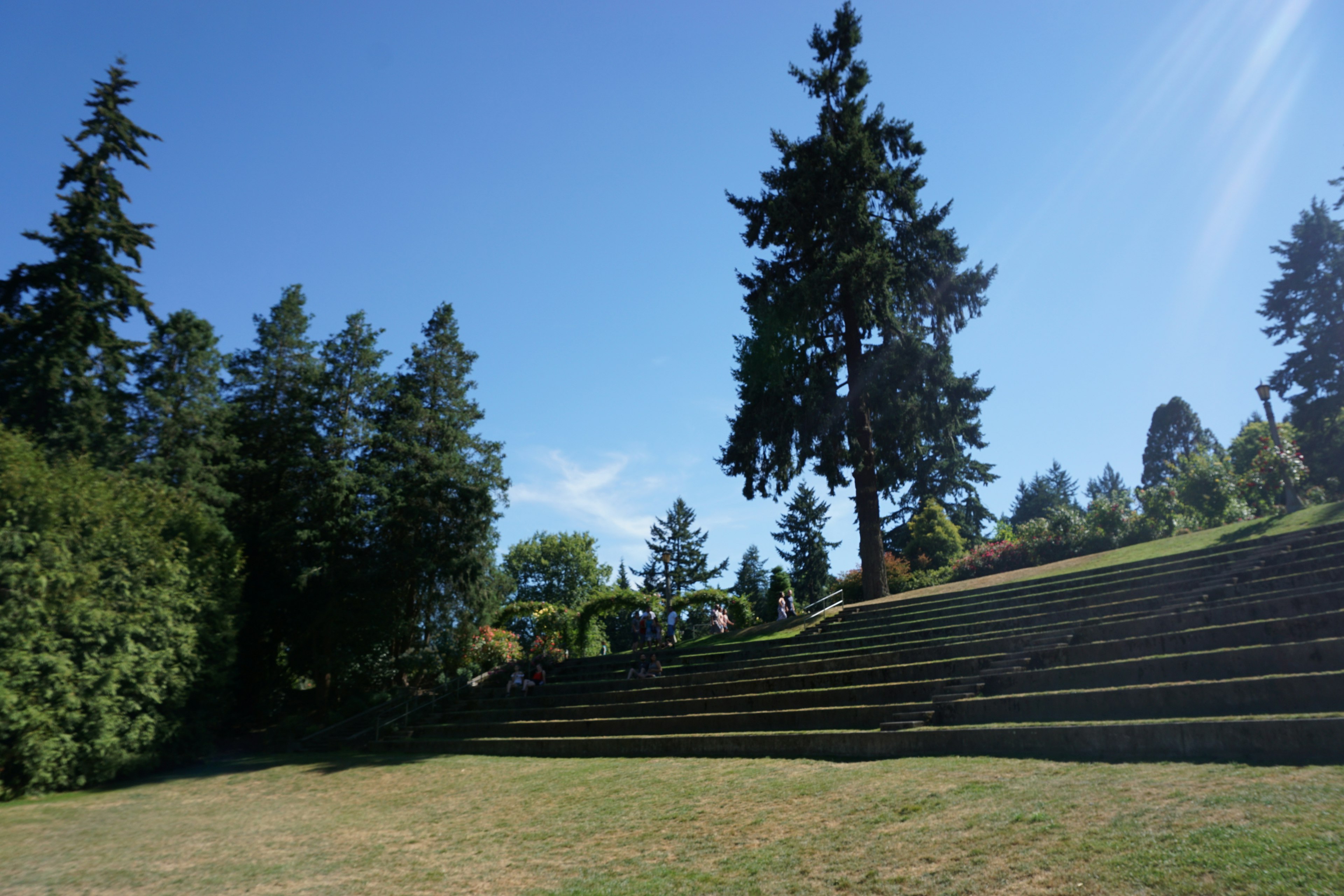 Grüne Rasenfläche mit gestuftem Garten unter blauem Himmel mit einer großen Kiefer