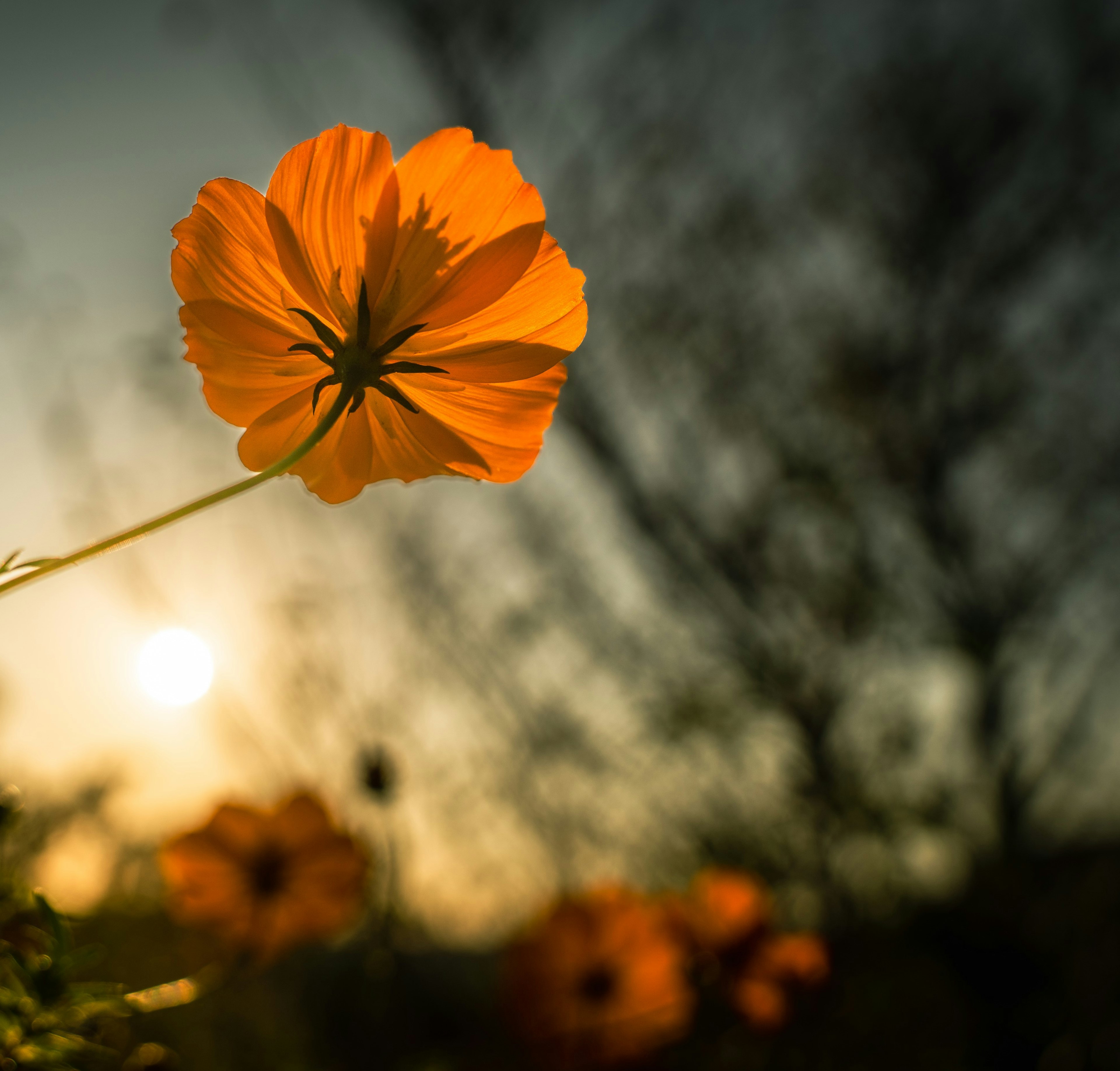 オレンジ色の花が夕日を背景に立っている