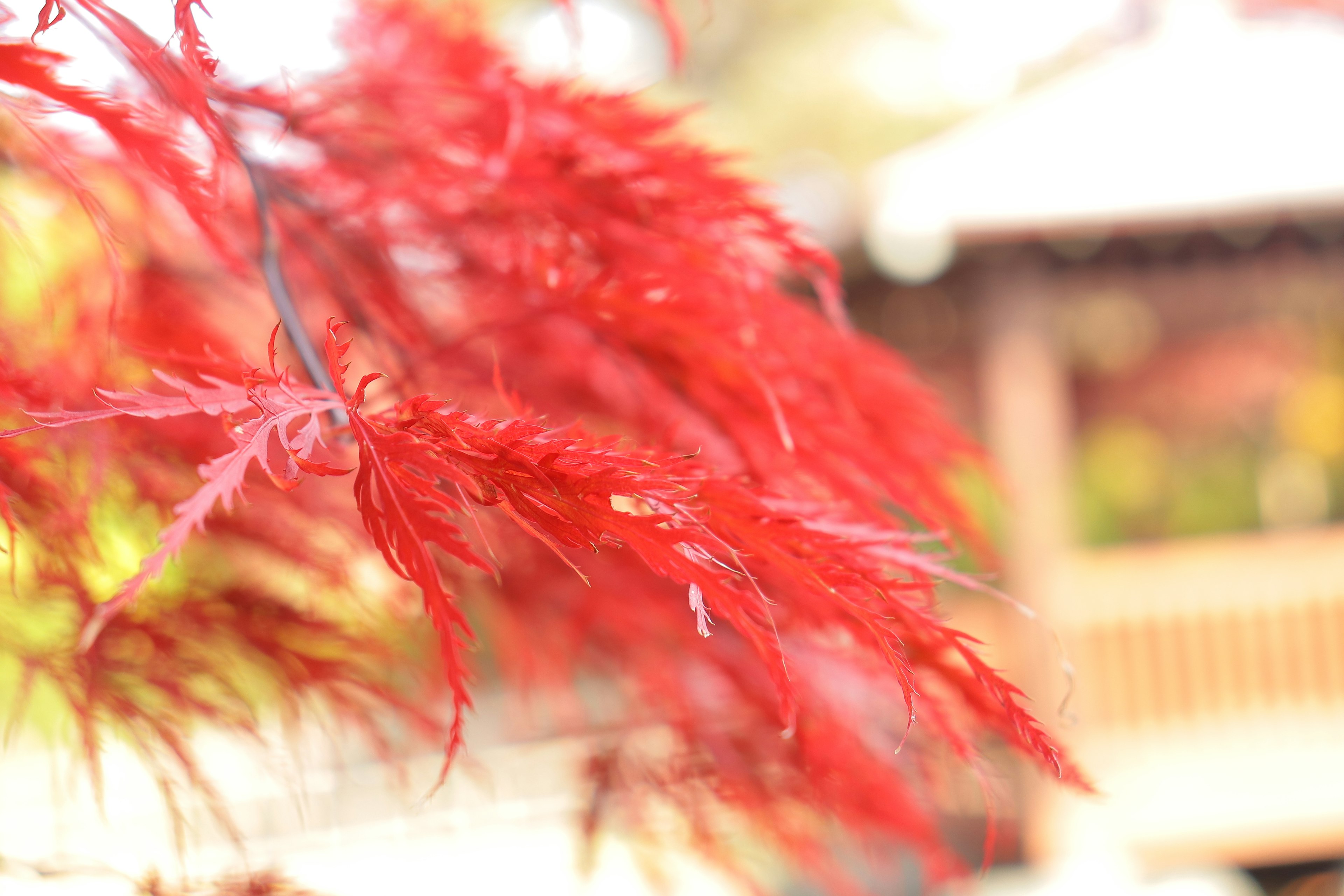 Vibrant red maple leaves swaying in the wind with a traditional Japanese building blurred in the background