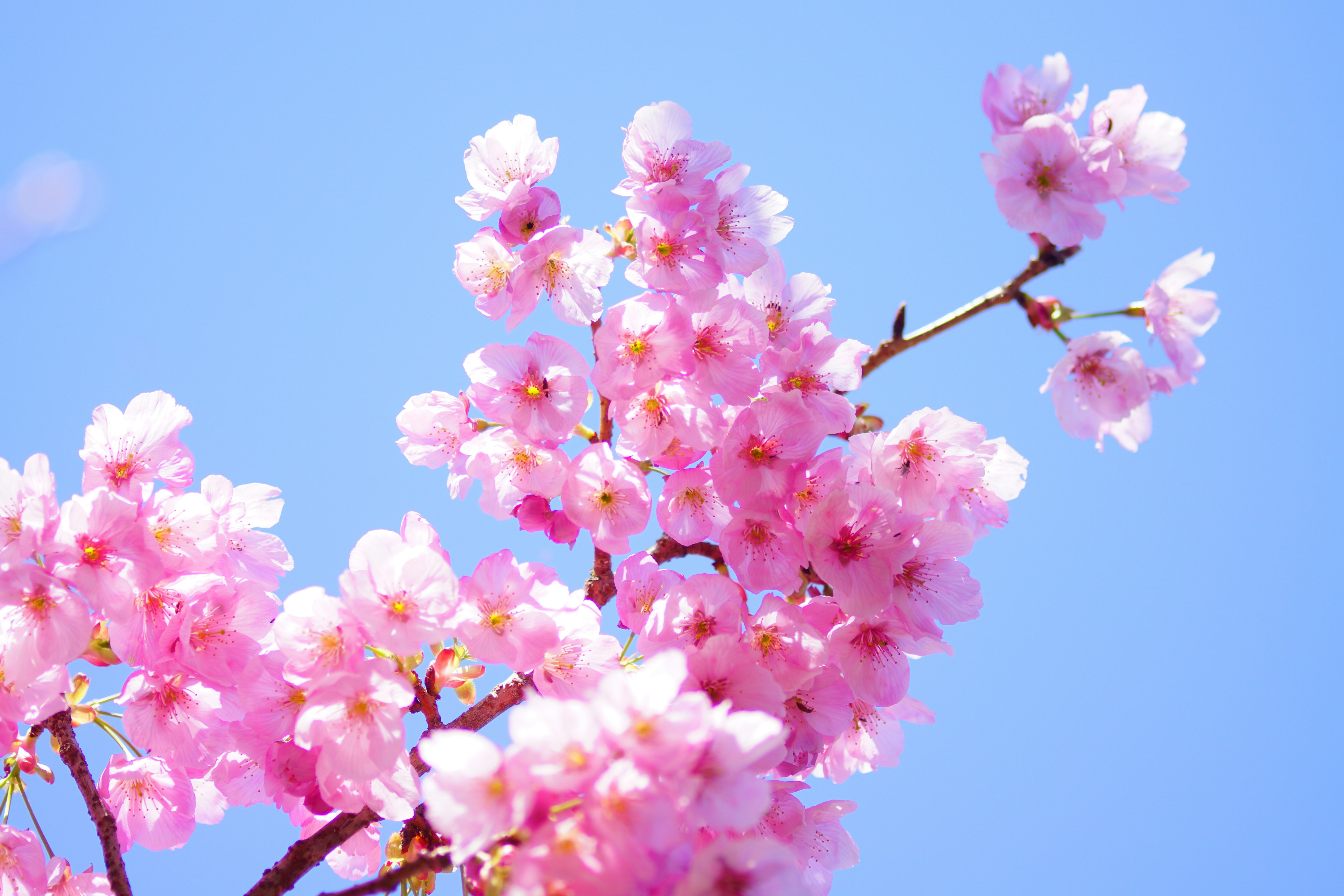 Acercamiento de flores de cerezo contra un cielo azul