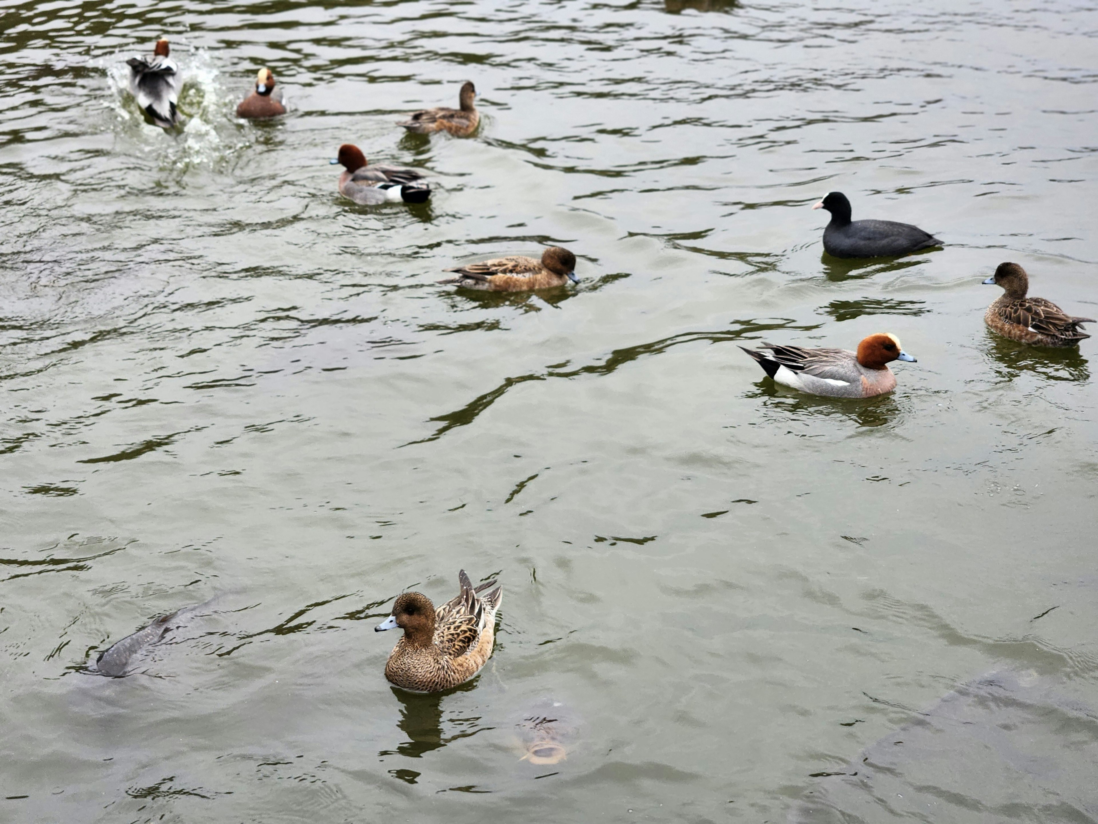 A group of ducks swimming on the water surface with a black duck among them