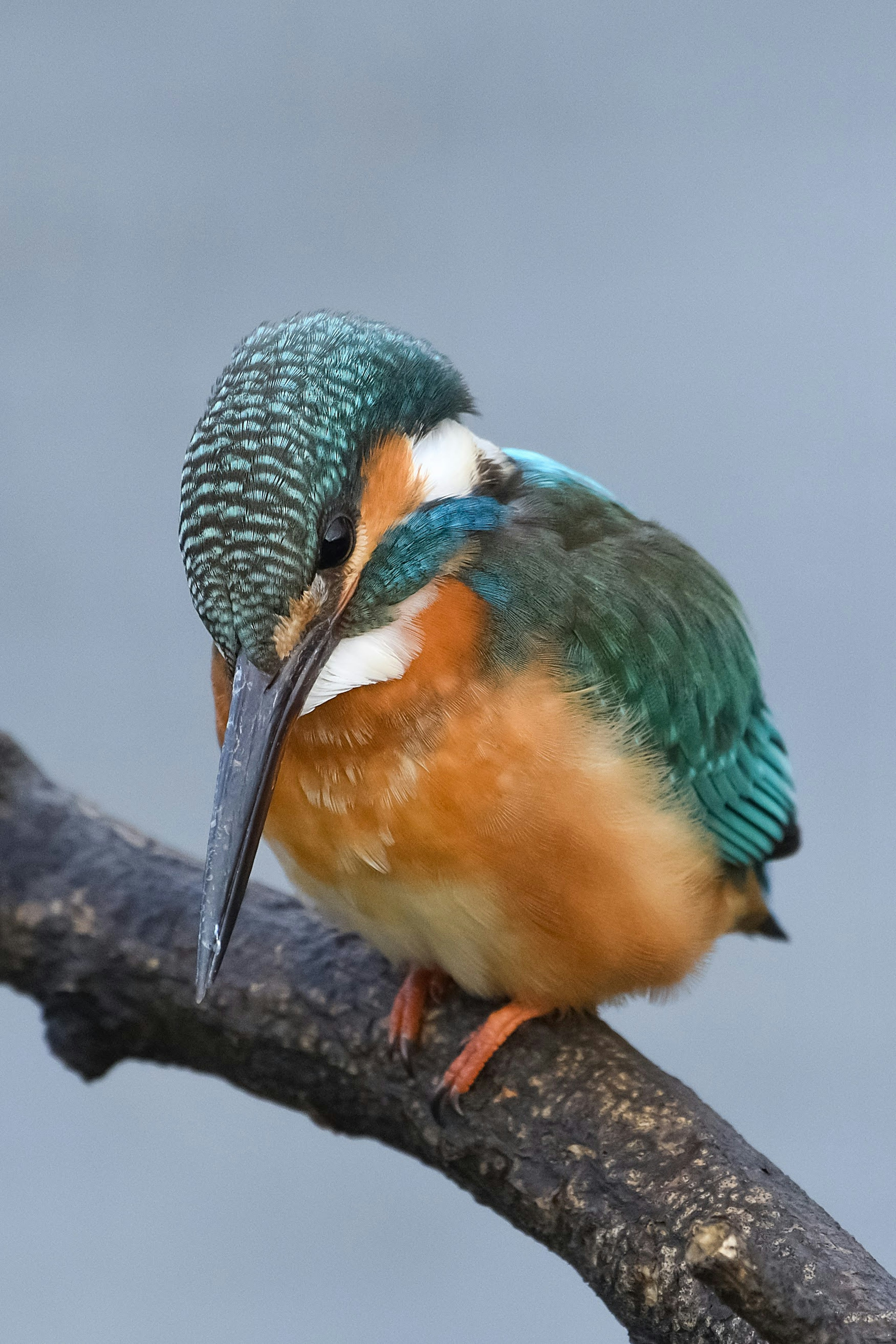 Seekor burung raja udang berwarna oranye dan biru yang cerah bertengger di dahan