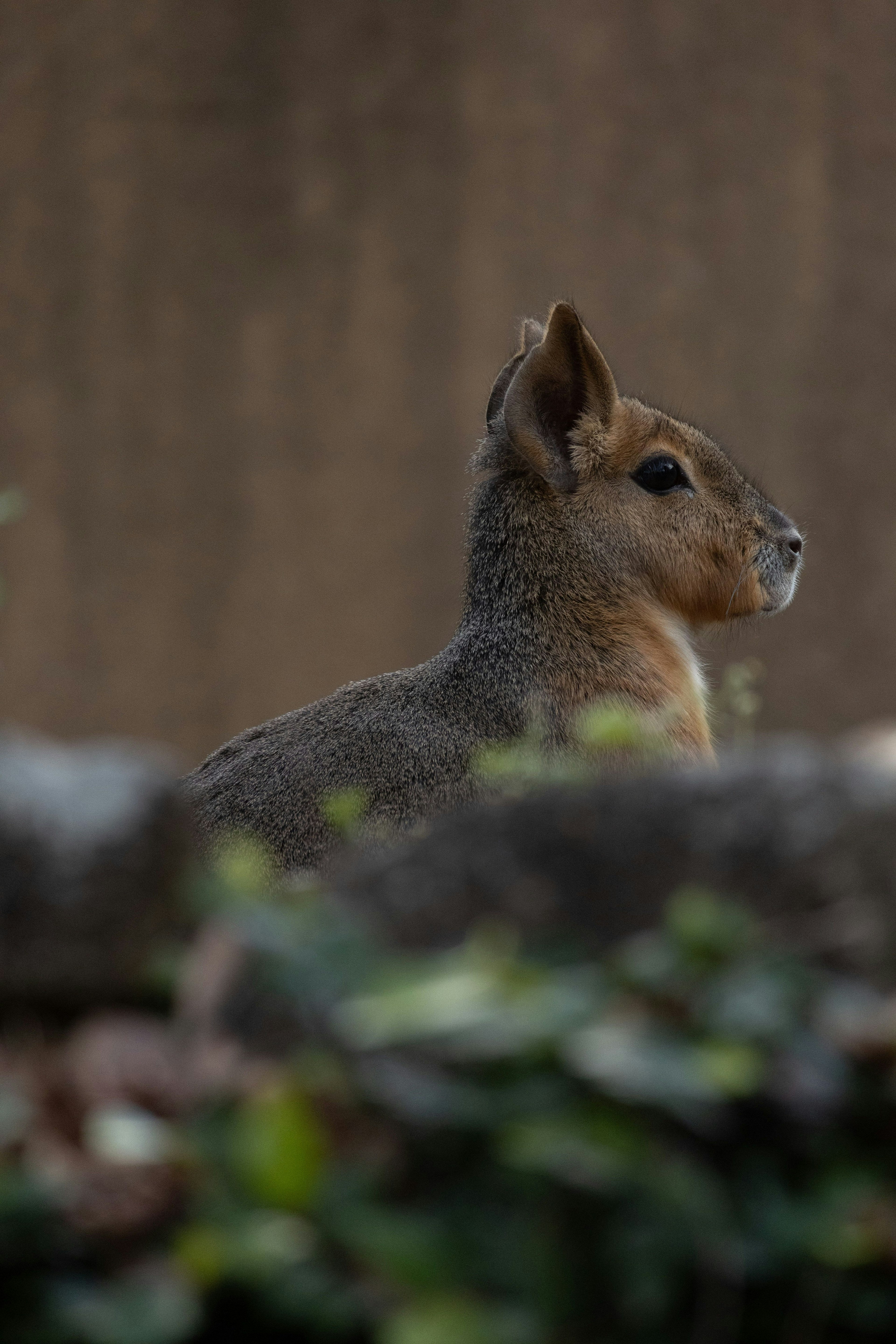 Profile view of a small animal with a blurred background of a wall and green foliage