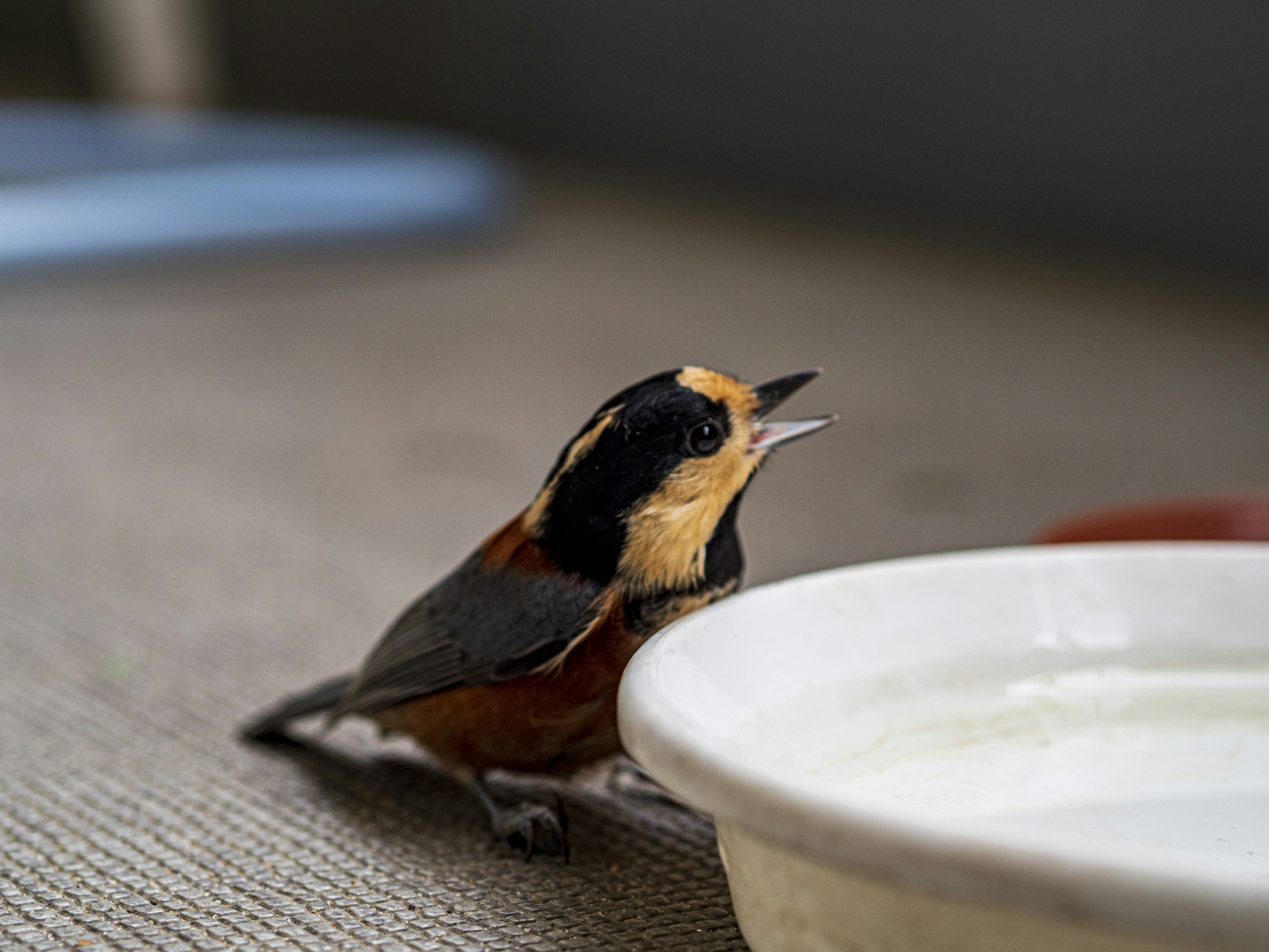 Close-up of a small bird drinking water with bright plumage and a black head