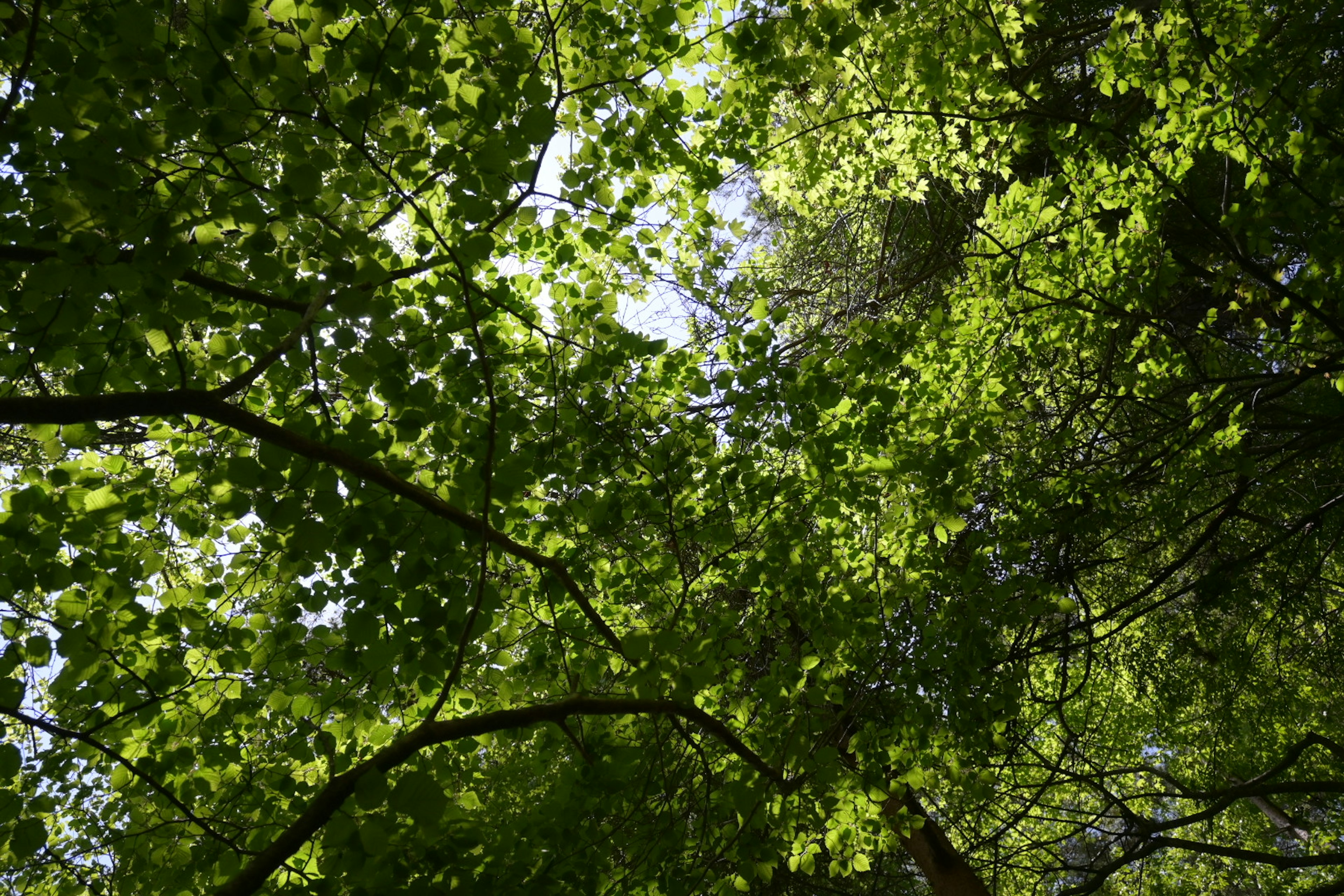 Dosel de hojas verdes exuberantes y ramas en un bosque